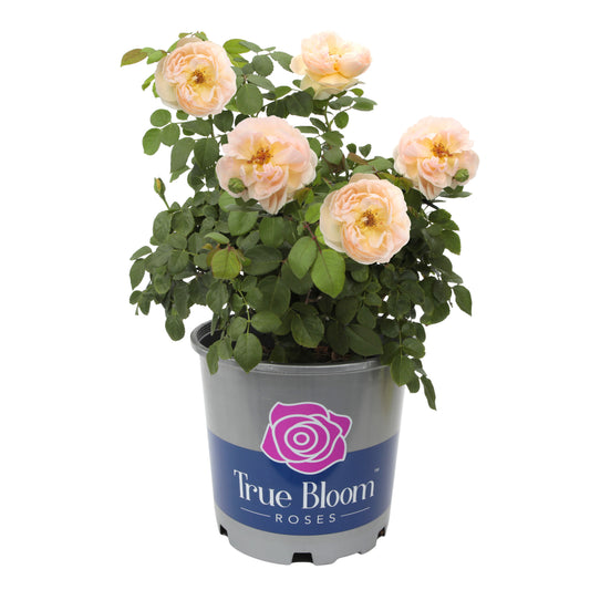 Potted True Adoration rose in bloom on a white background