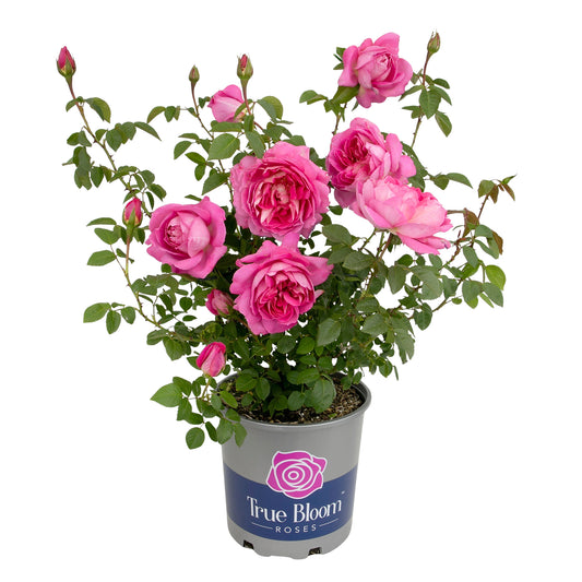 Potted True Inspiration rose with pink blooms on a white background