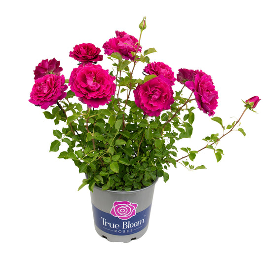 Potted True Serenity rose in bloom on a white background