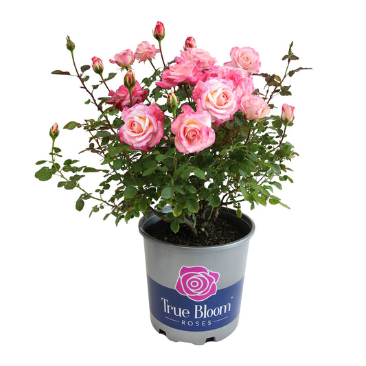 Potted True Bliss rose in bloom on a white background