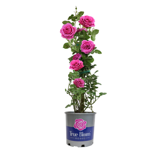 True Gratitude climbing rose trained on a support
