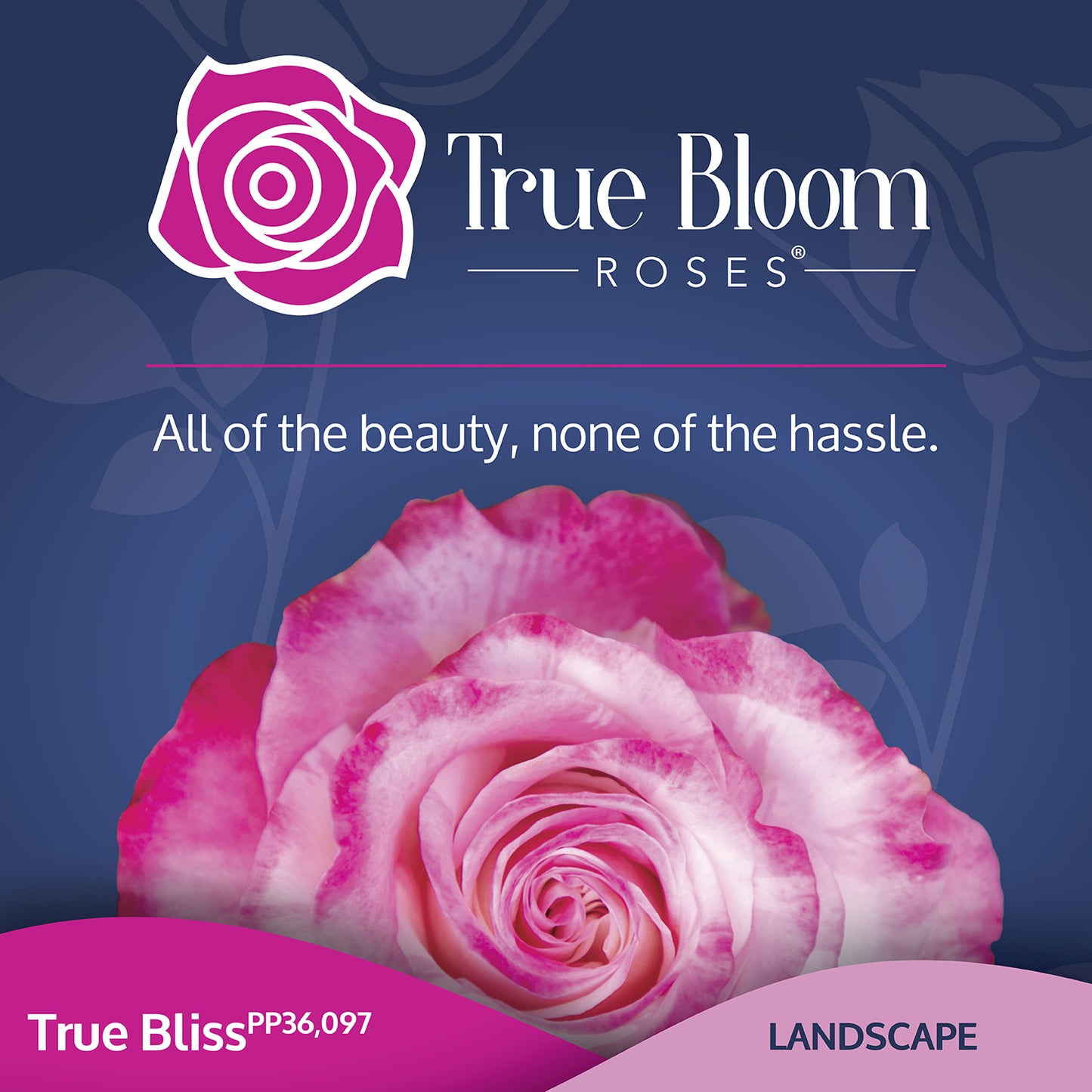 Front of the True Bliss plant care tag with photo and product details