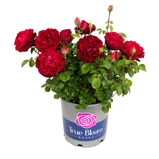 Potted True Spirit rose with red blooms on a white background