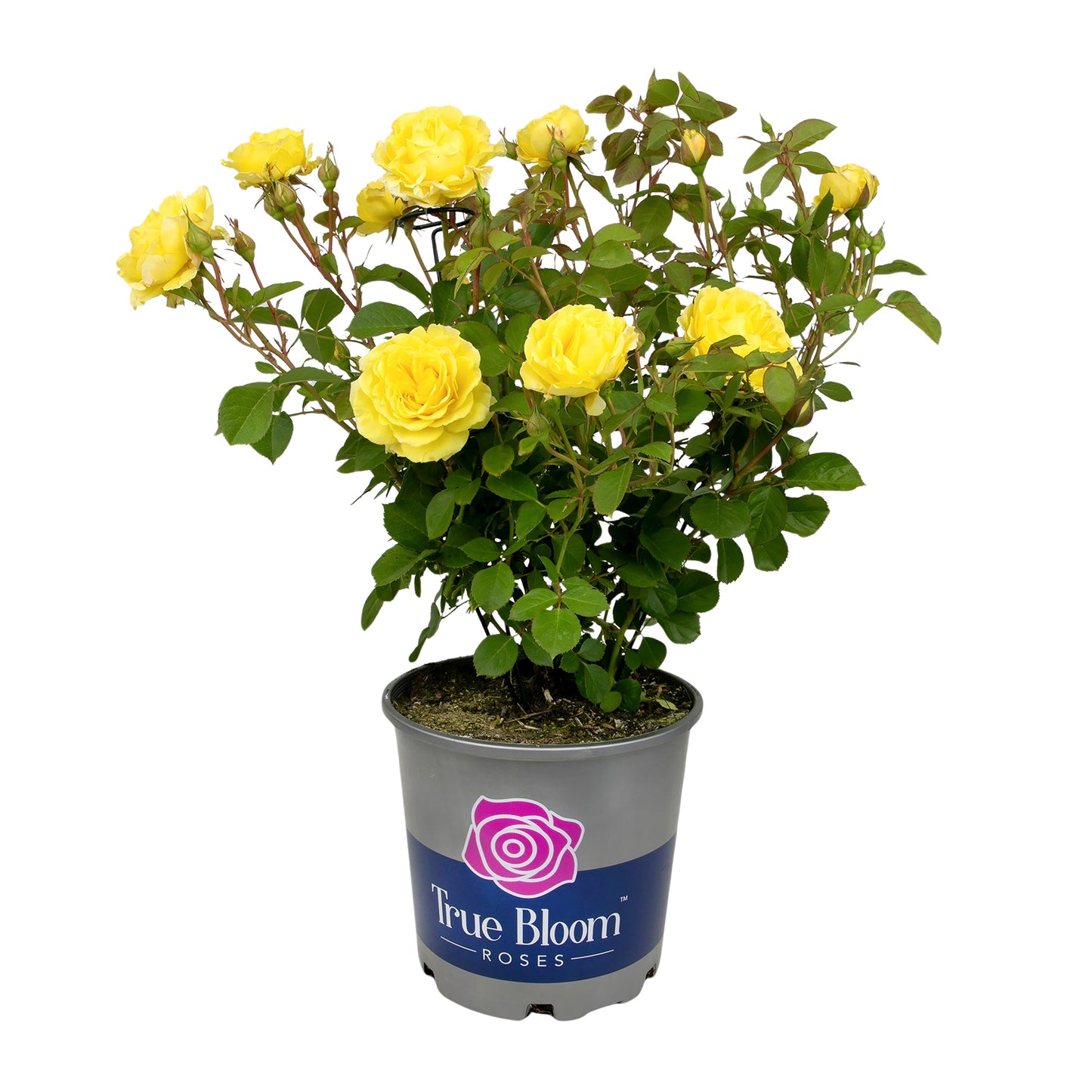 Potted True Friendship rose with yellow blooms on a white background