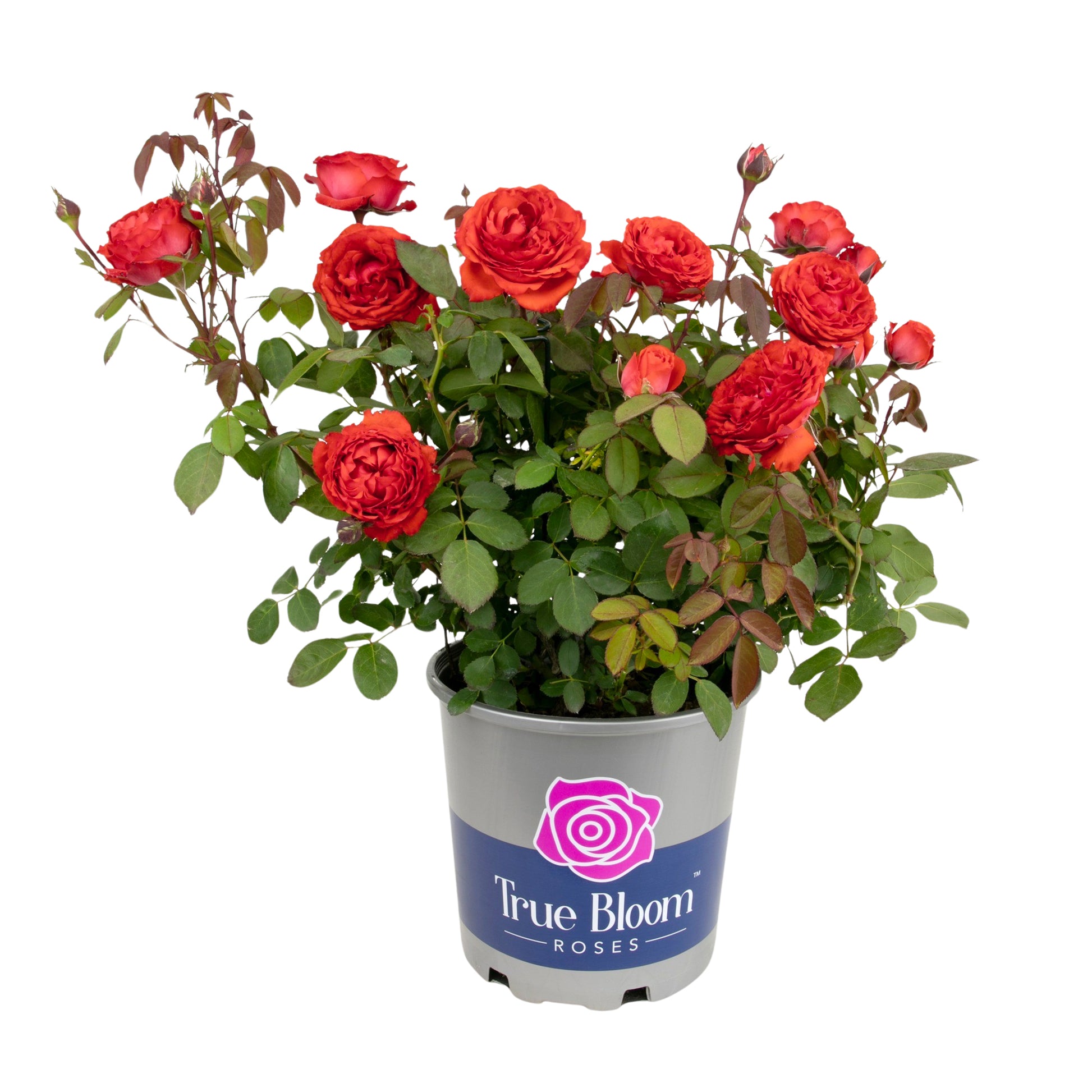 Potted True Passion rose with red blooms on a white background