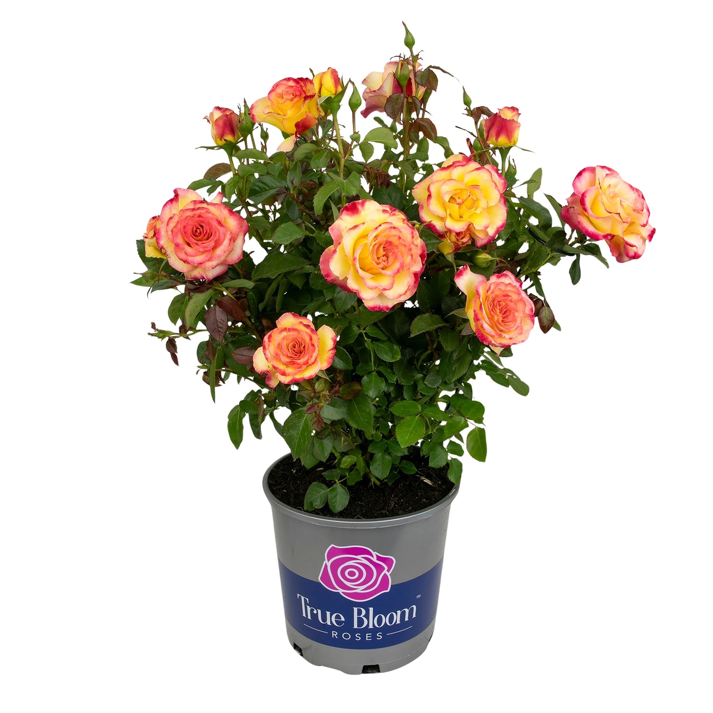Potted plant with pink and yellow flowers labeled 'True Bloom Roses' on a white background