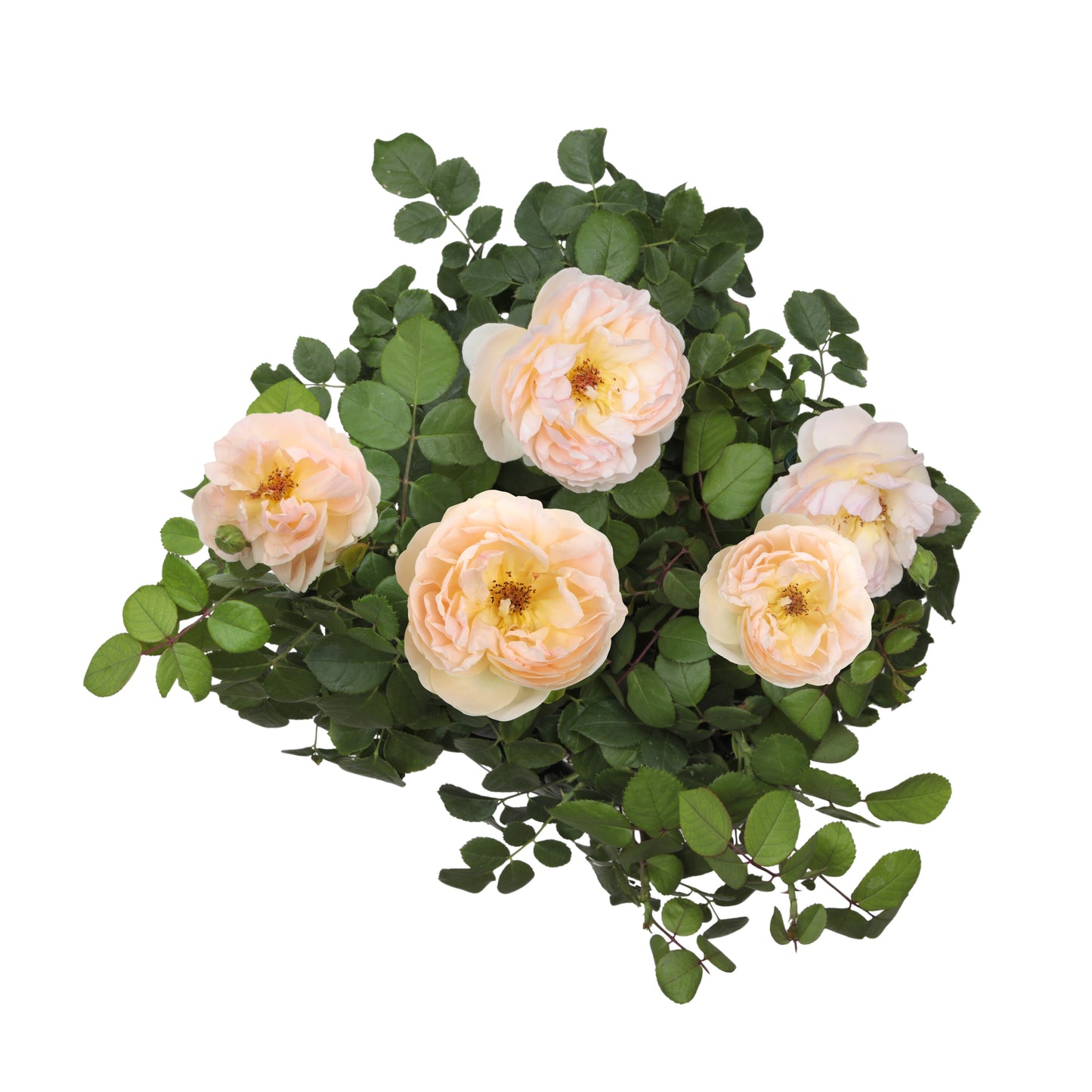 Angled view of a potted True Adoration rose on white
