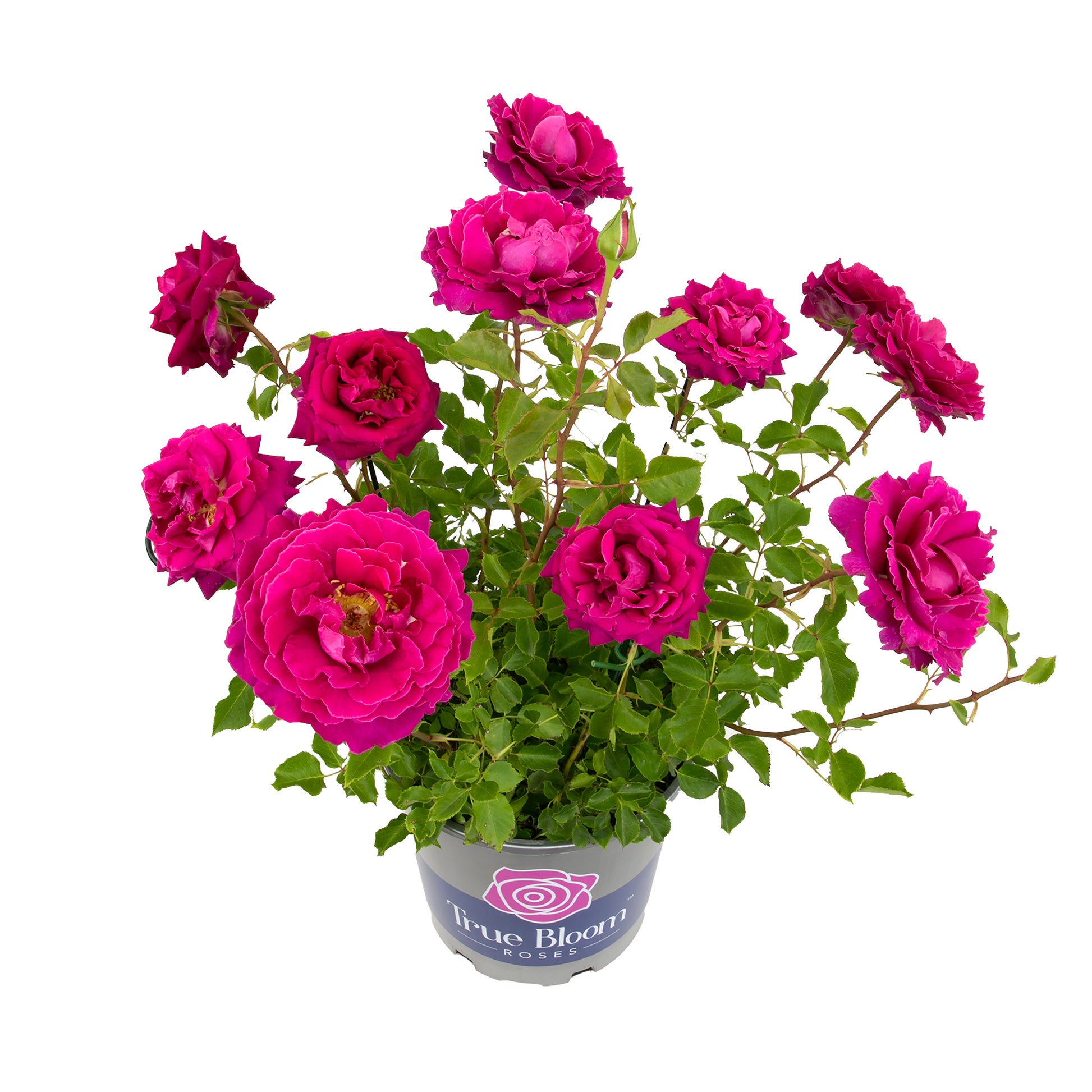 Angled view of a potted True Serenity rose on white