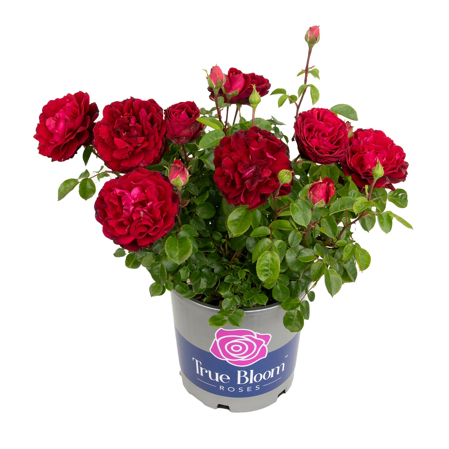 Potted True Spirit rose with red blooms on a white background