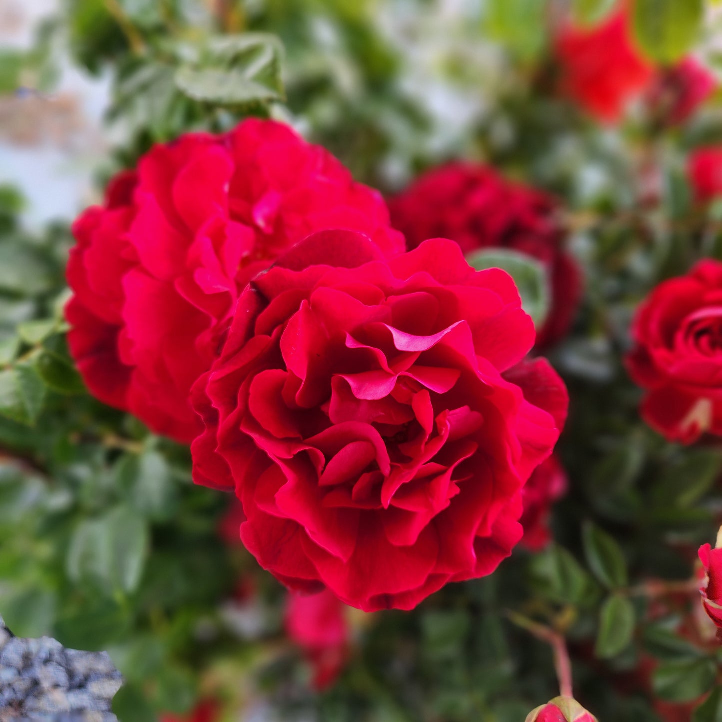 Close-up of red True Spirit rose blooms