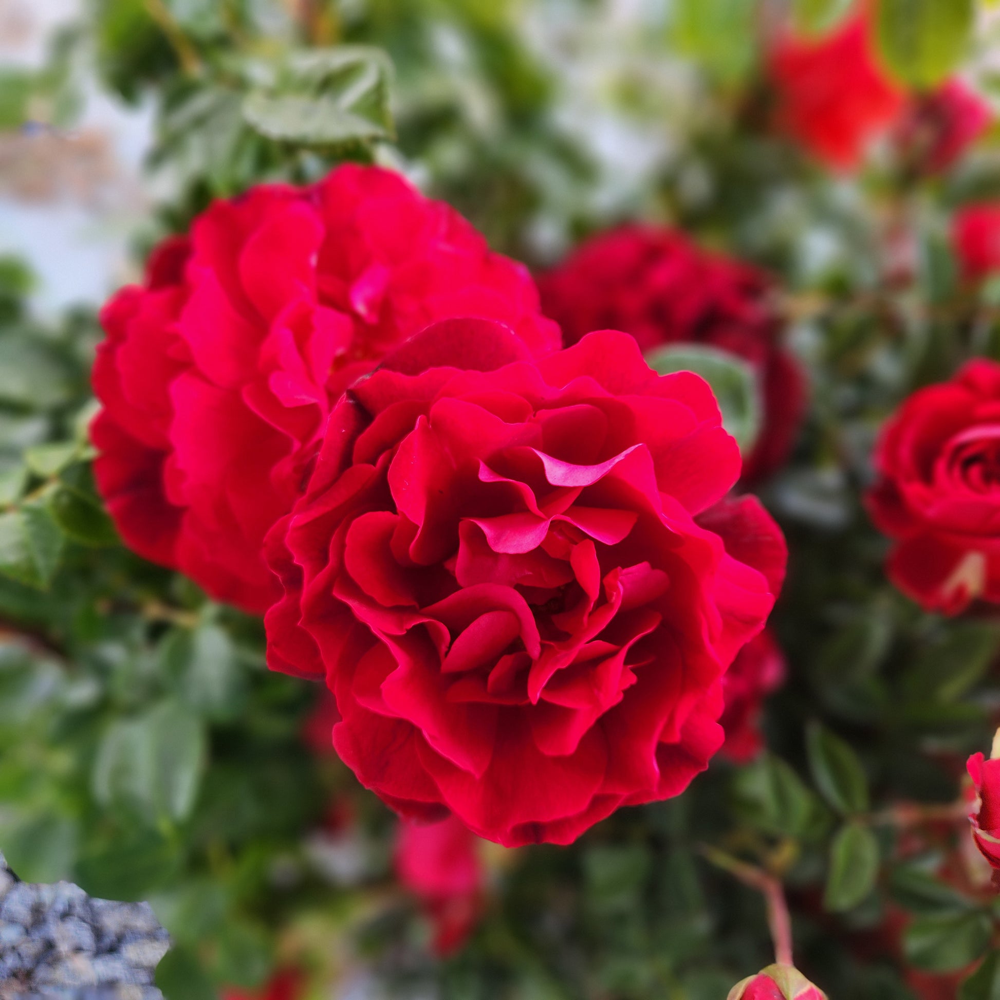 Close-up of red True Spirit rose blooms