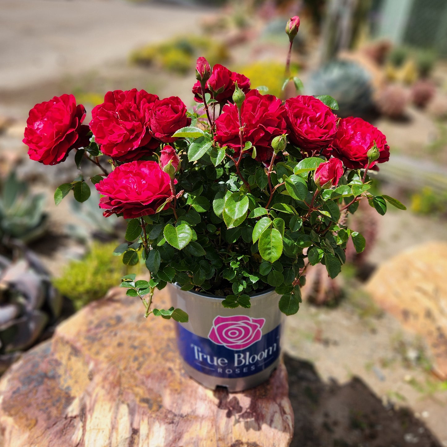 Potted True Spirit red rose displayed outdoors
