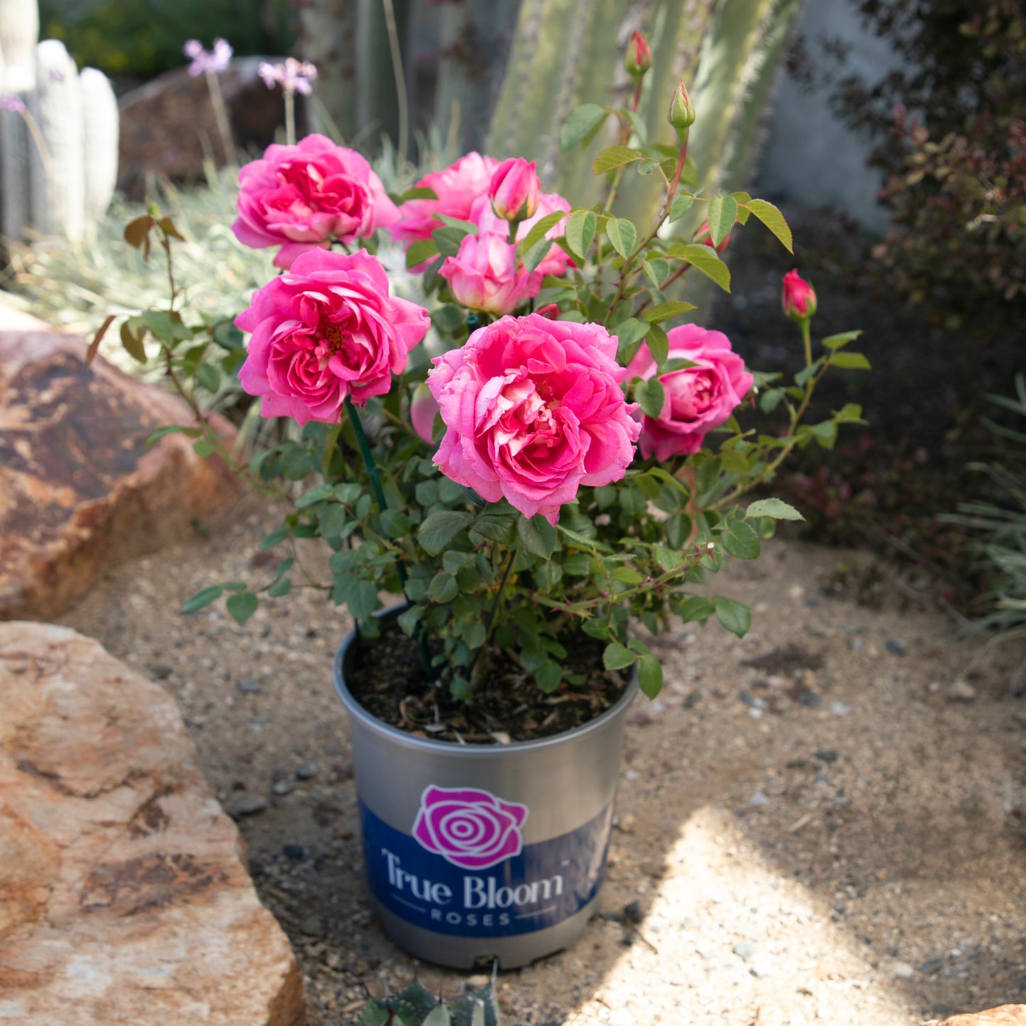 Potted True Inspiration pink rose displayed outdoors