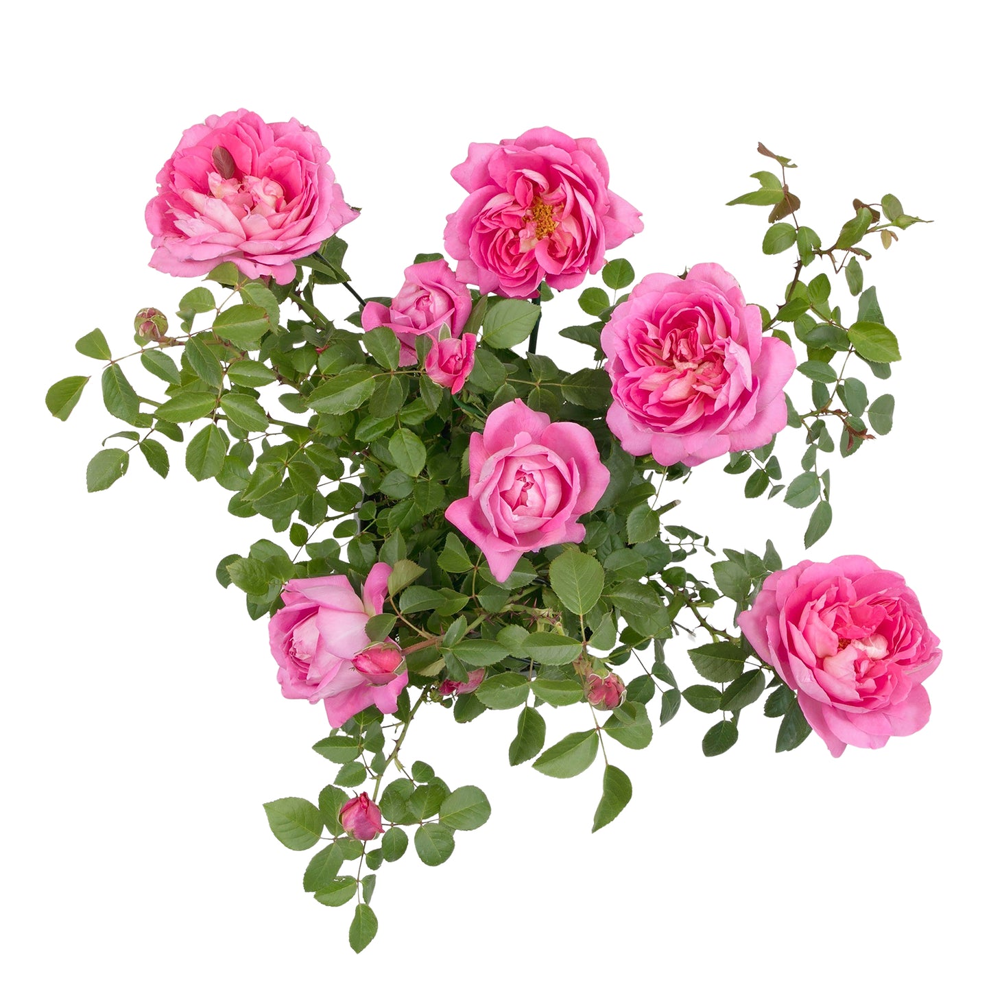 Top view of potted True Inspiration pink roses on white