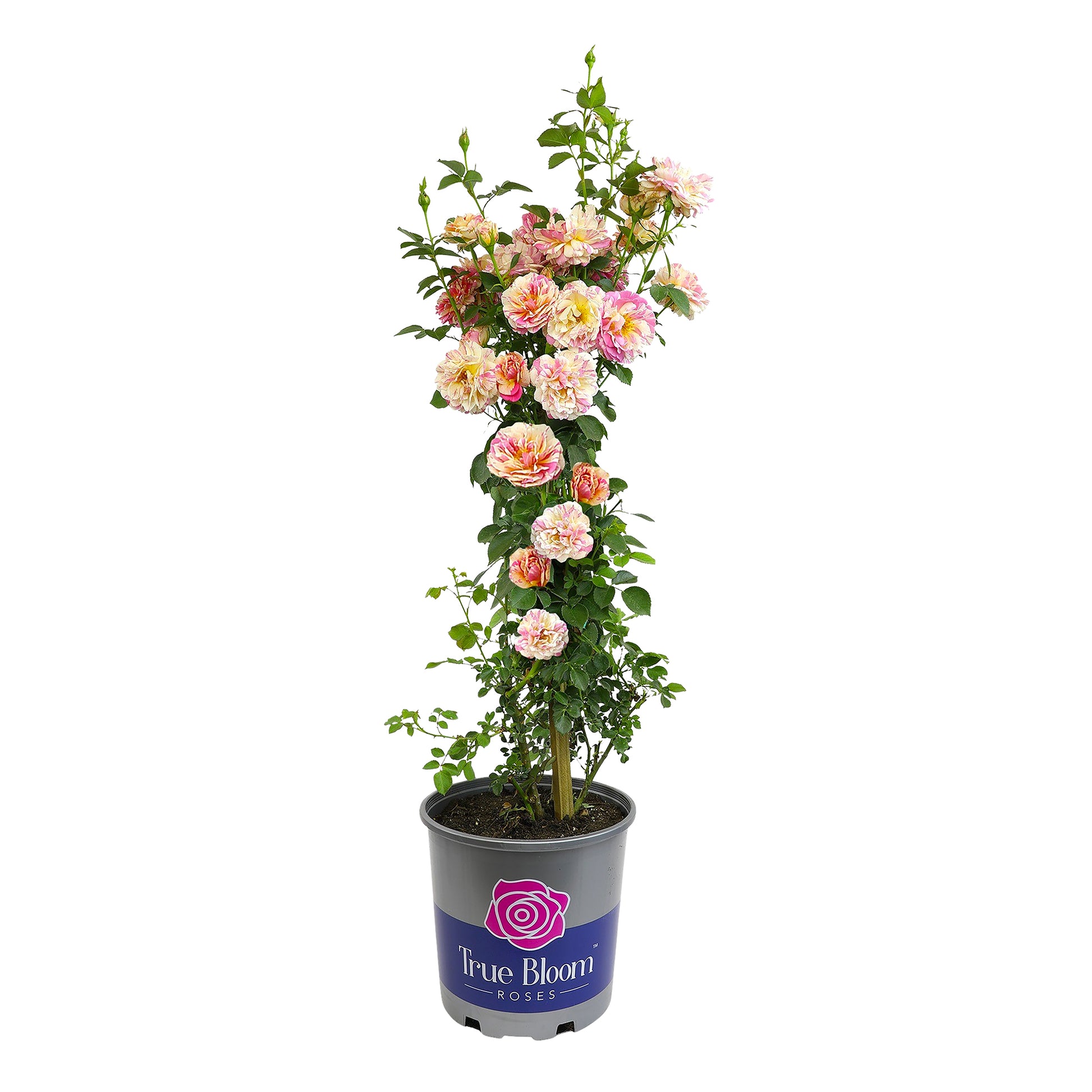 Angled view of a True Delight rose tree with pink and yellow blooms