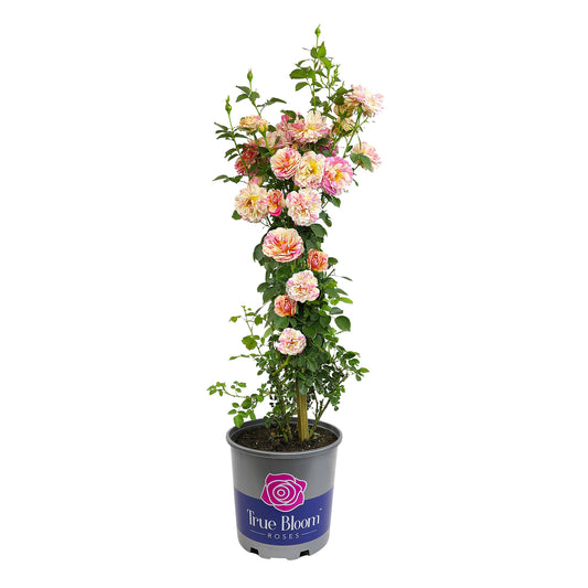 Angled view of a True Delight rose tree with pink and yellow blooms