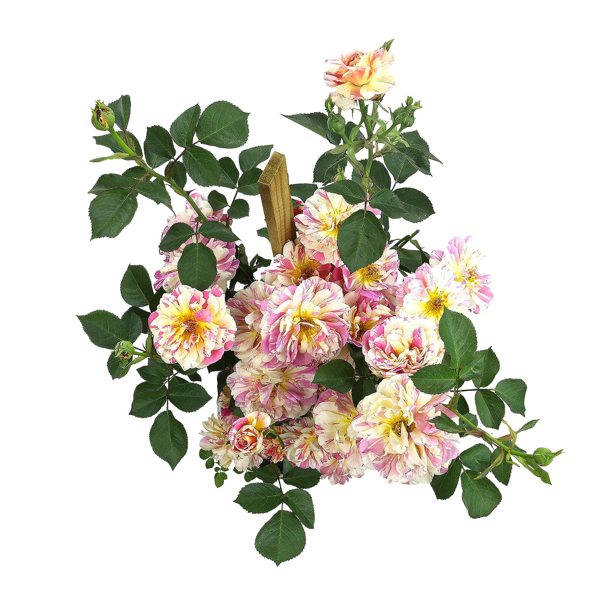 Top view of a True Delight rose tree with pink and yellow blooms