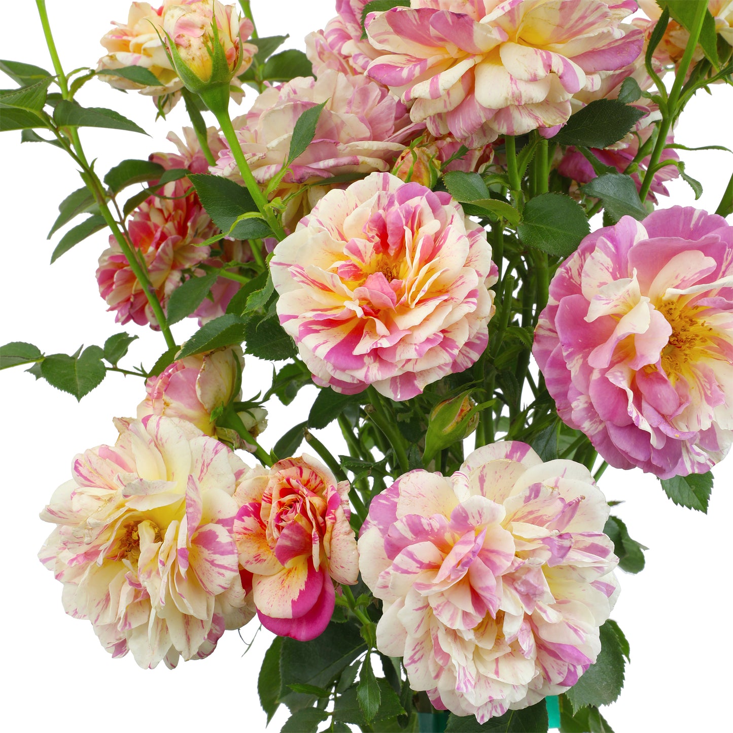 Close-up of pink and yellow True Delight blooms