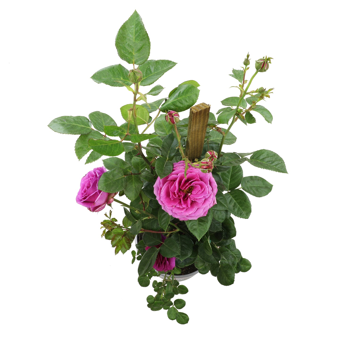 Top view of purple and pink True Gratitude blooms