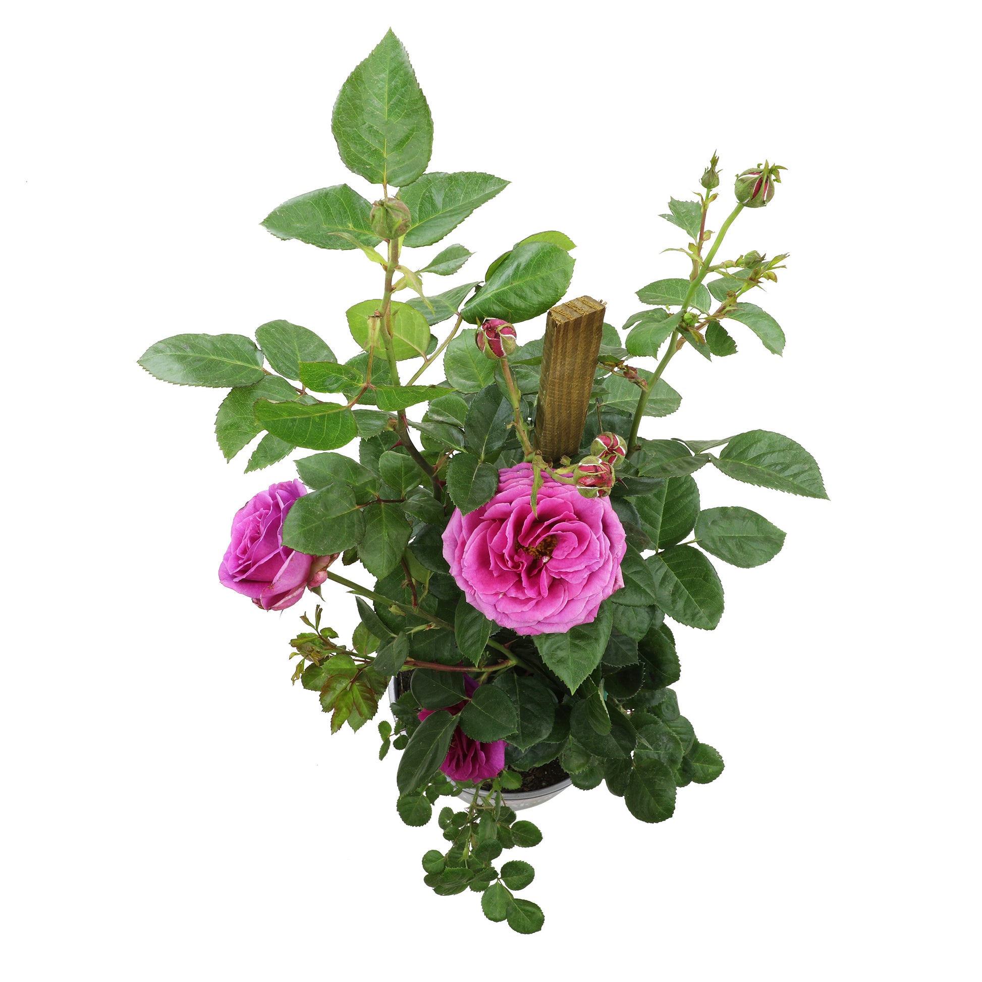 Top view of purple and pink True Gratitude blooms
