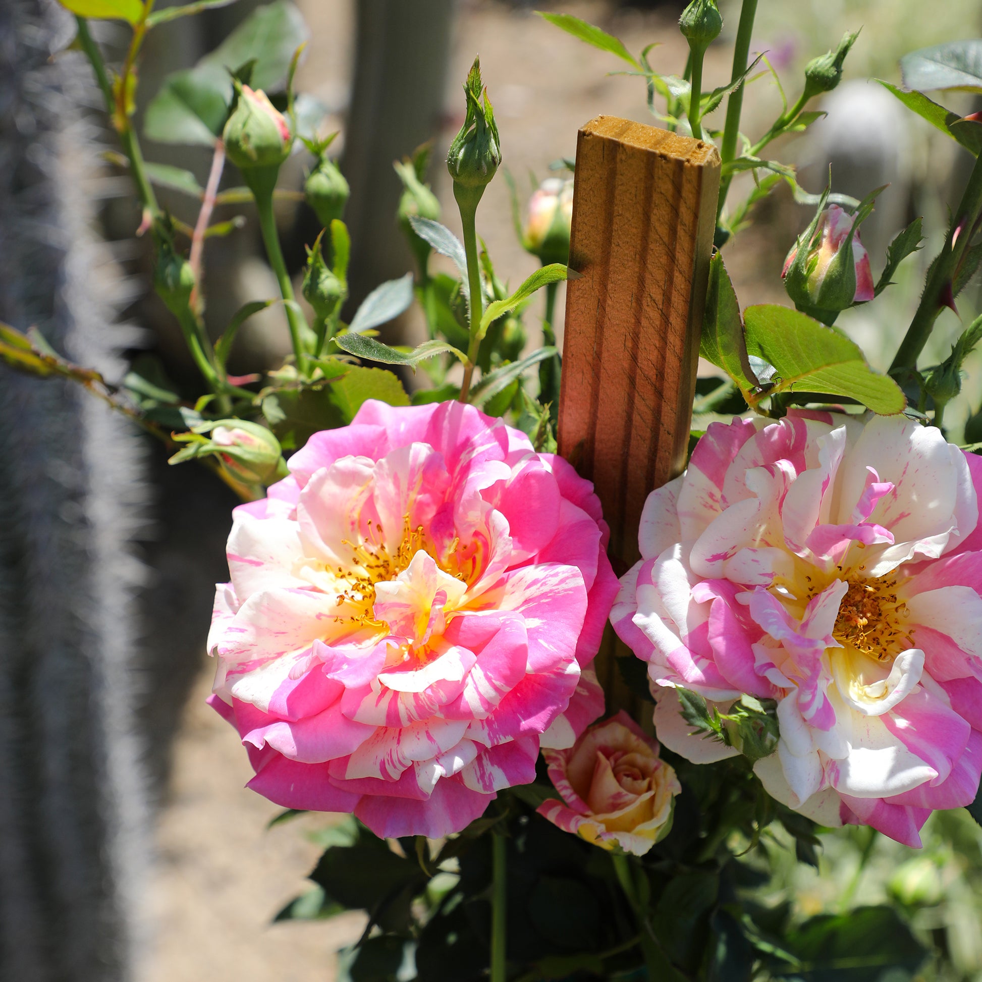 Close-up of pink and yellow True Delight blooms