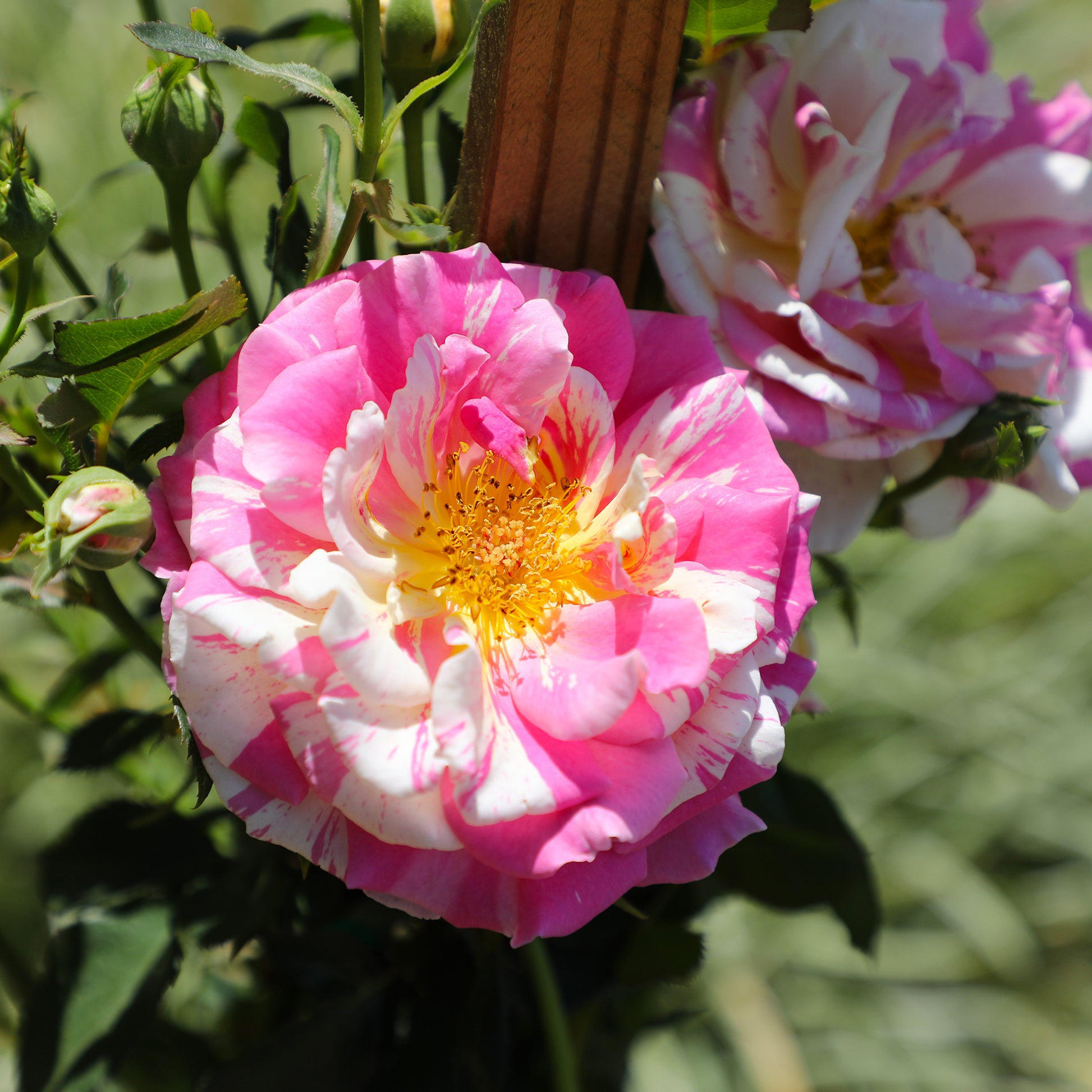 Close-up of pink and yellow True Delight blooms