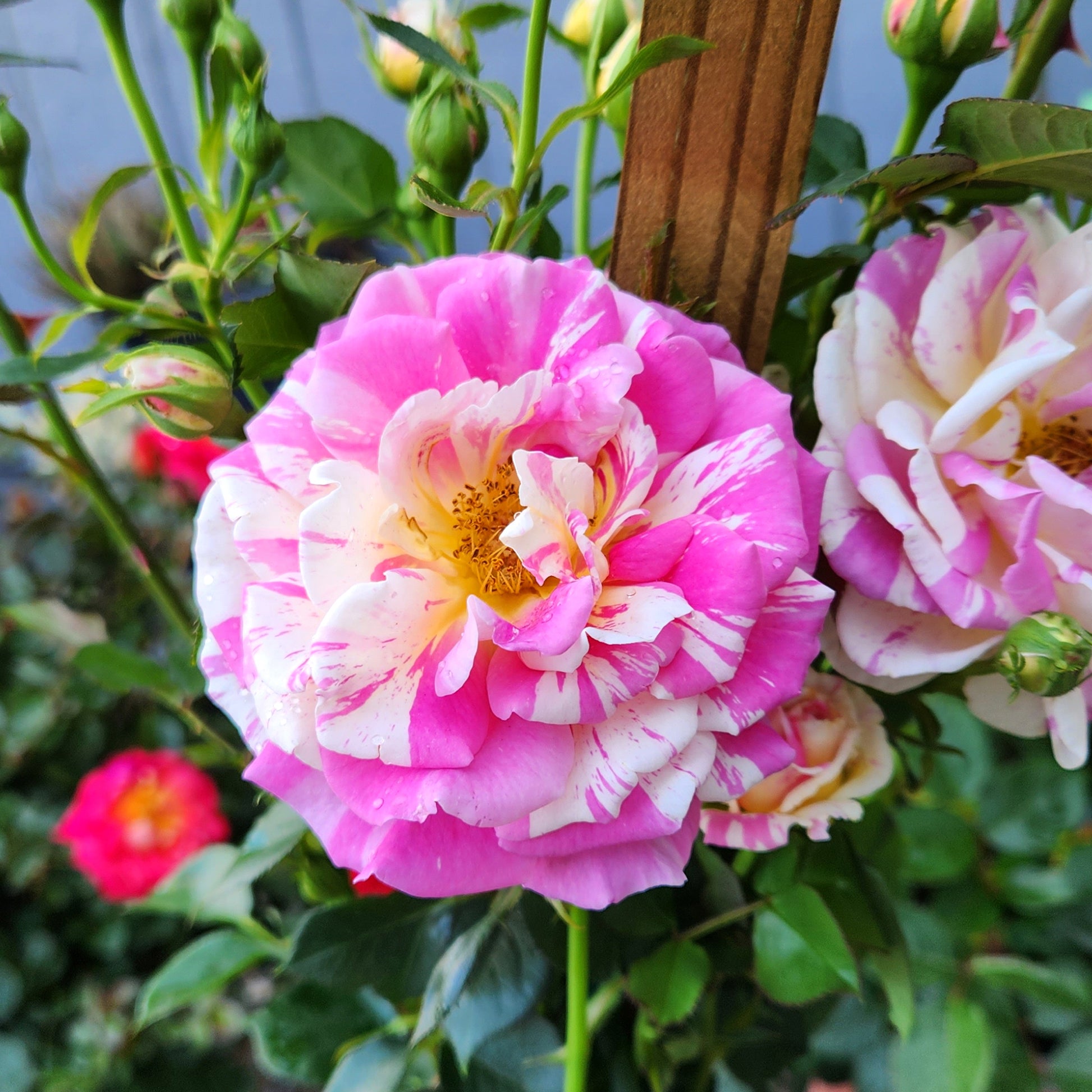 Close-up of pink and yellow True Delight blooms