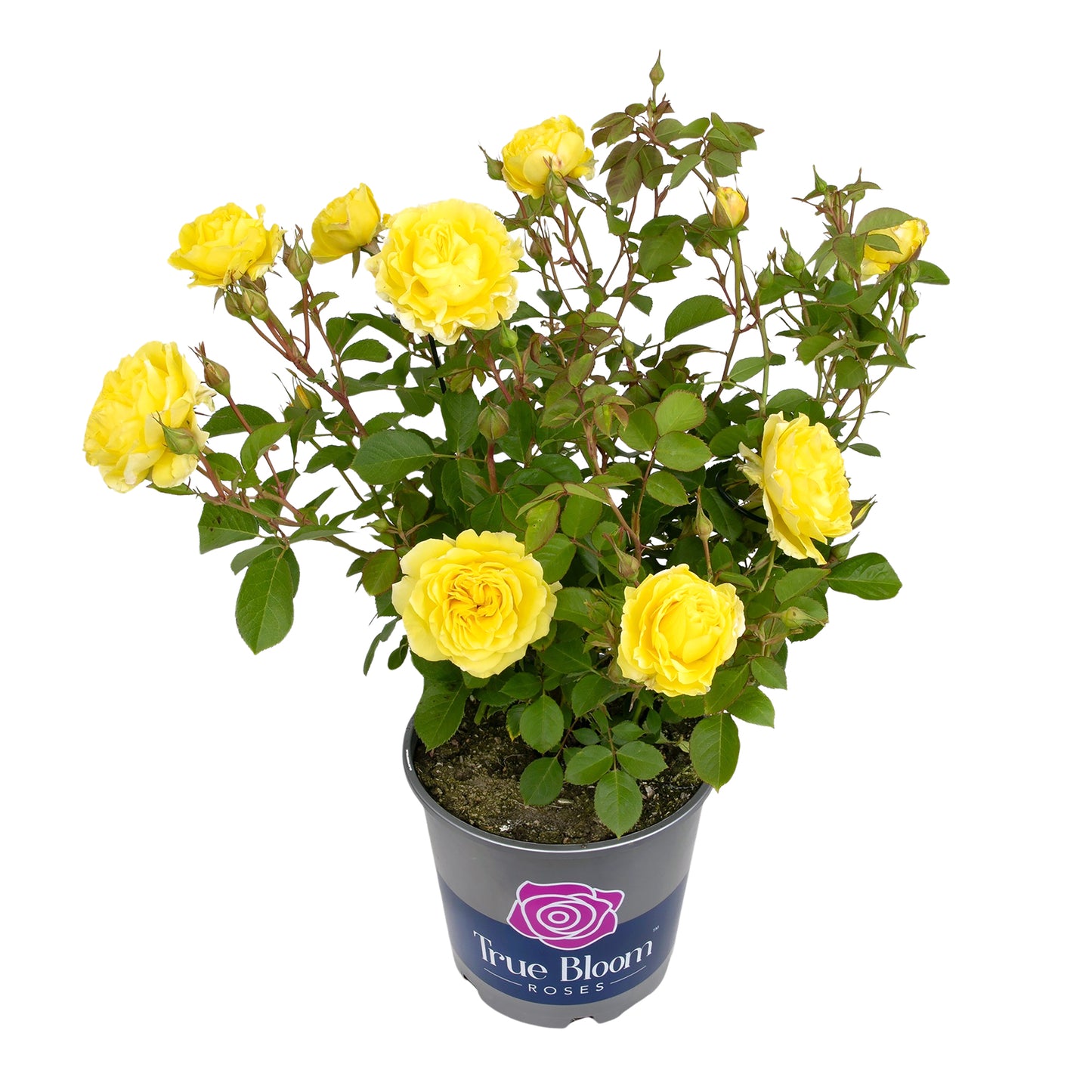 Angled view of a potted True Friendship yellow rose on white