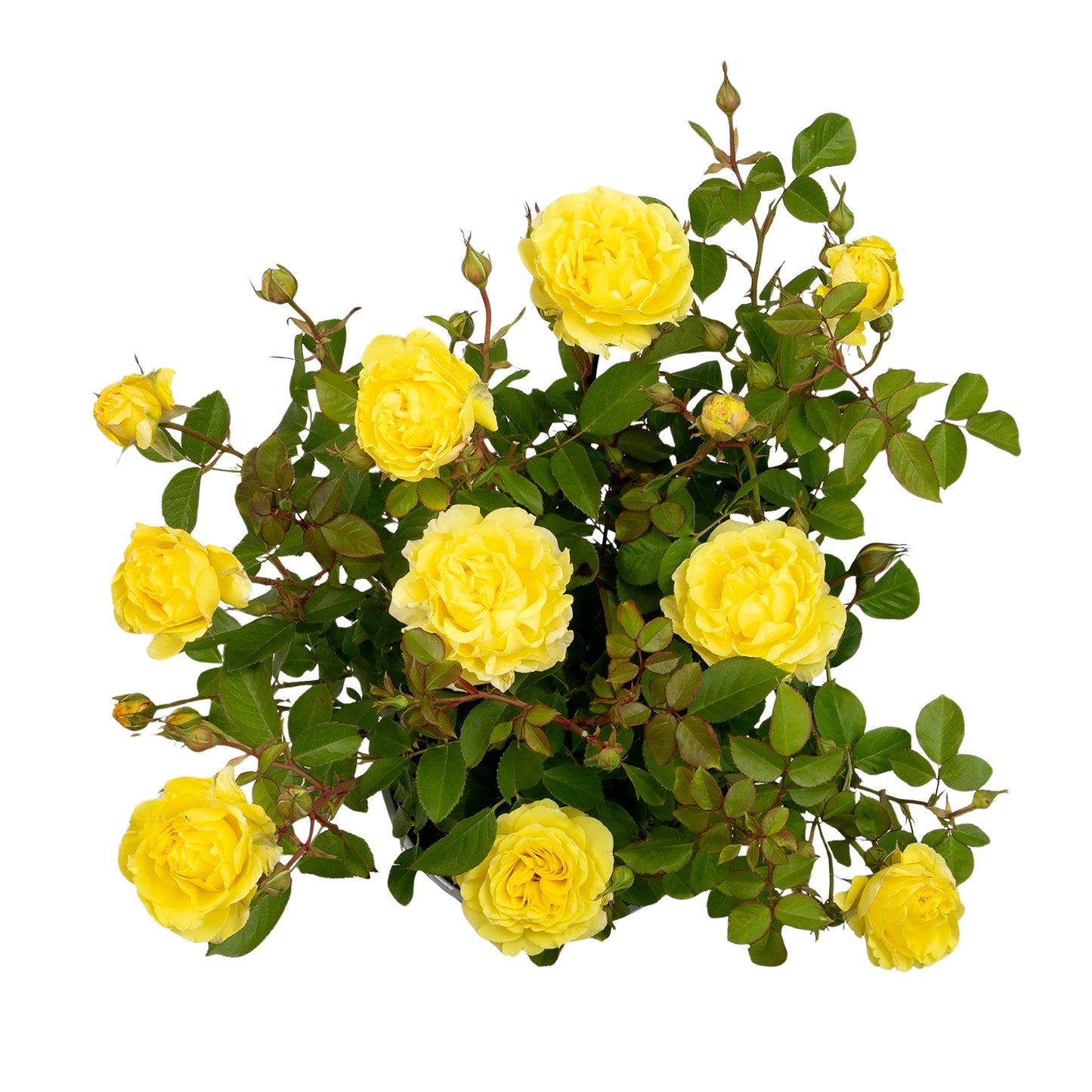 Top view of a potted True Friendship yellow rose on white