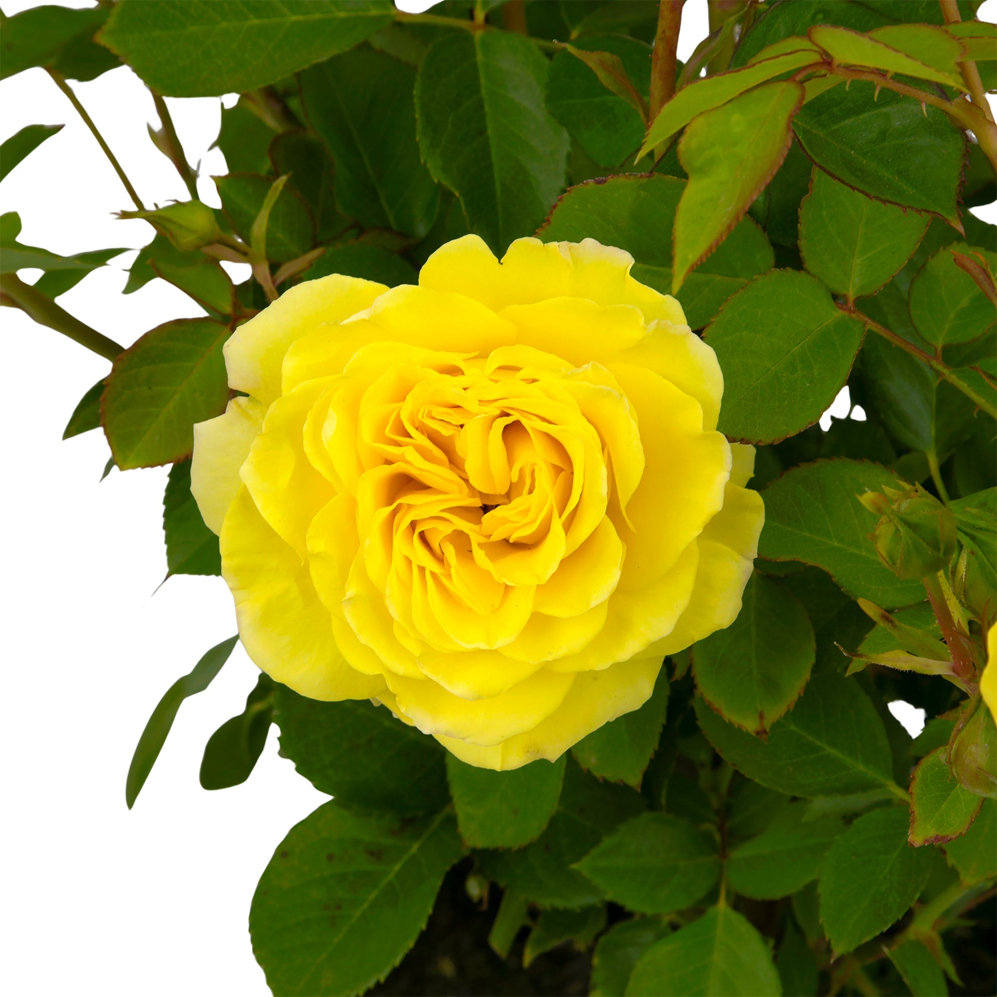 Close-up of yellow True Friendship rose blooms with leaves