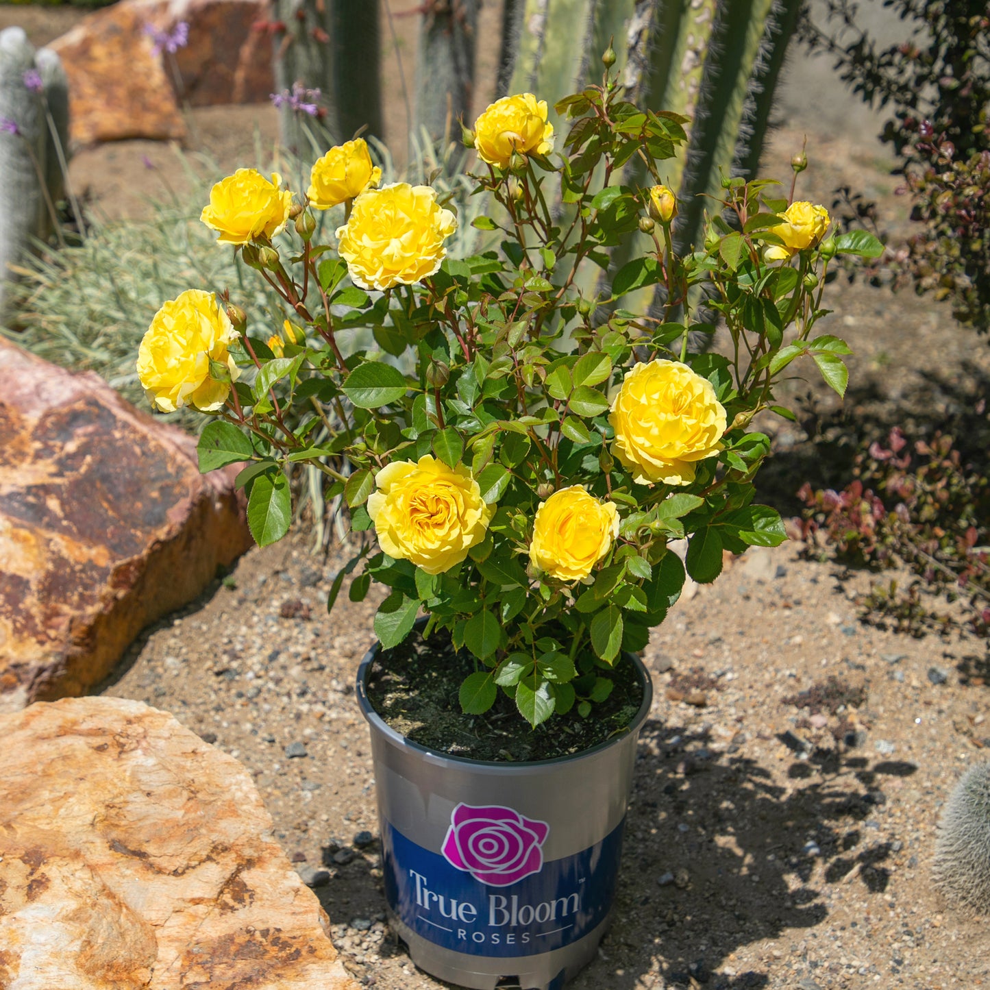Potted True Friendship yellow rose displayed outdoors