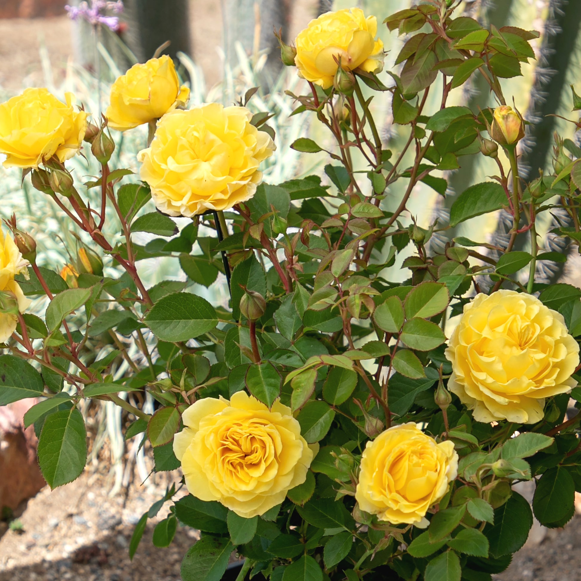 True Friendship yellow roses in a garden setting