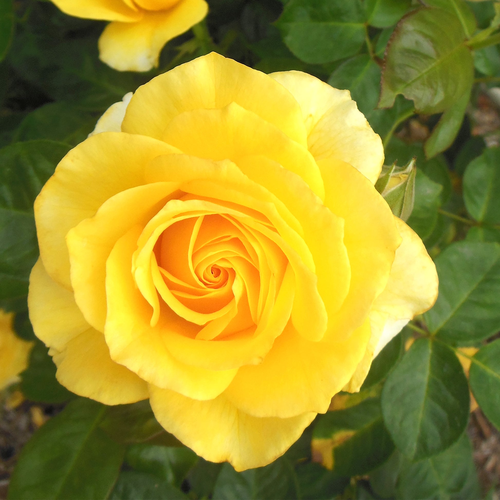 Close-up of True Friendship yellow blooms outdoors