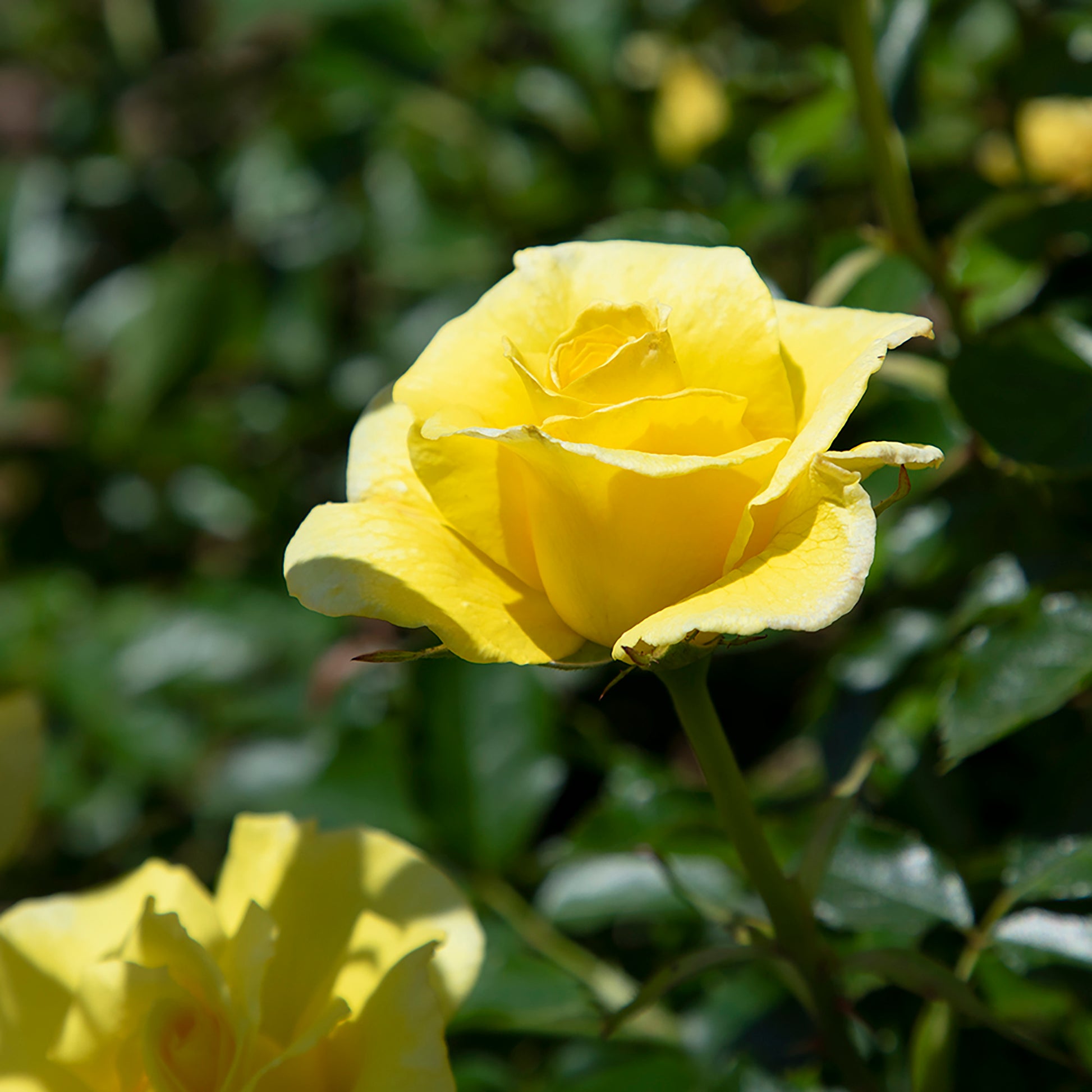 Close-up of True Friendship yellow blooms outdoors