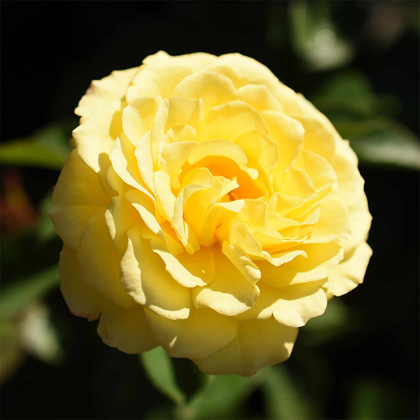 Close-up of True Friendship yellow blooms outdoors