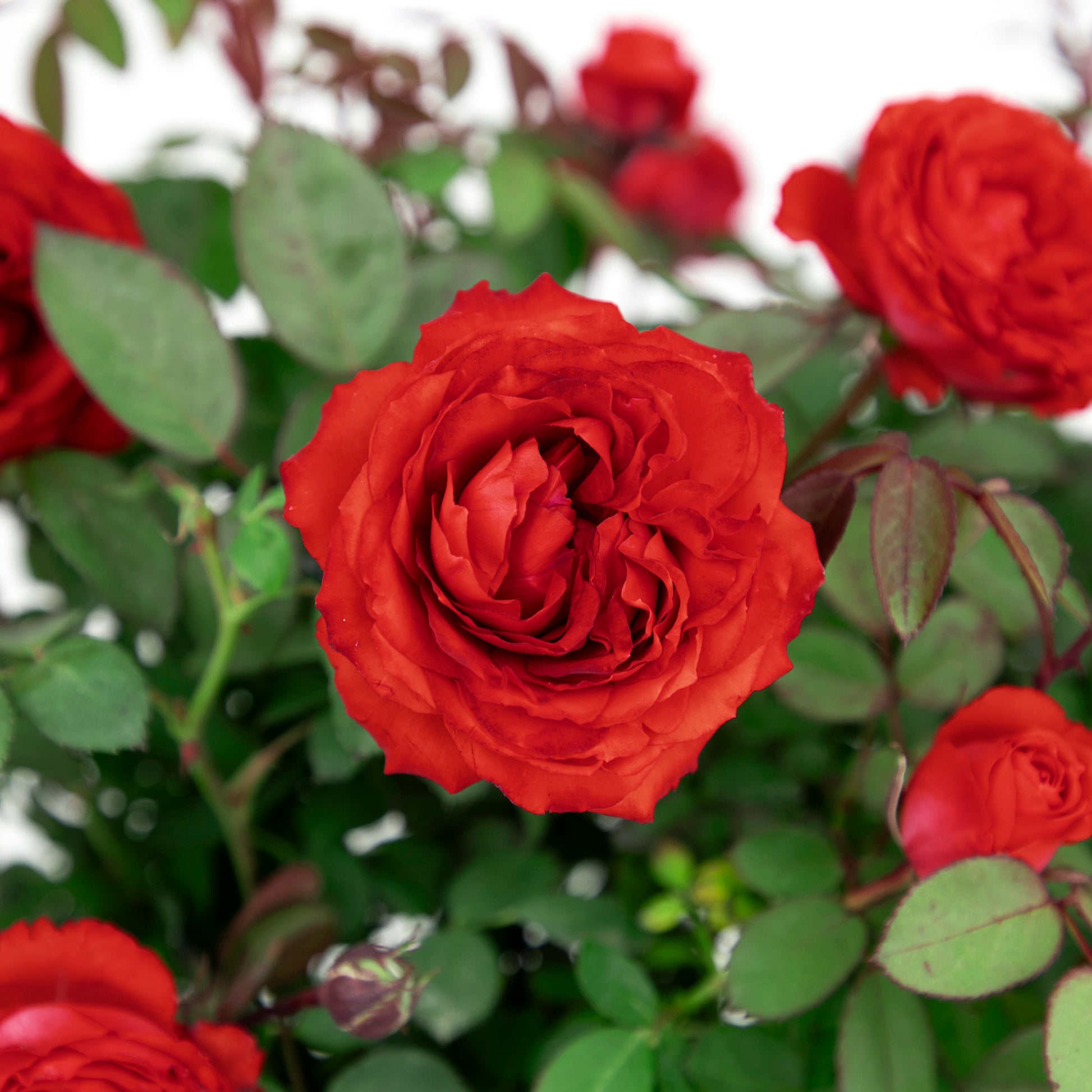 True Passion red roses in a garden setting