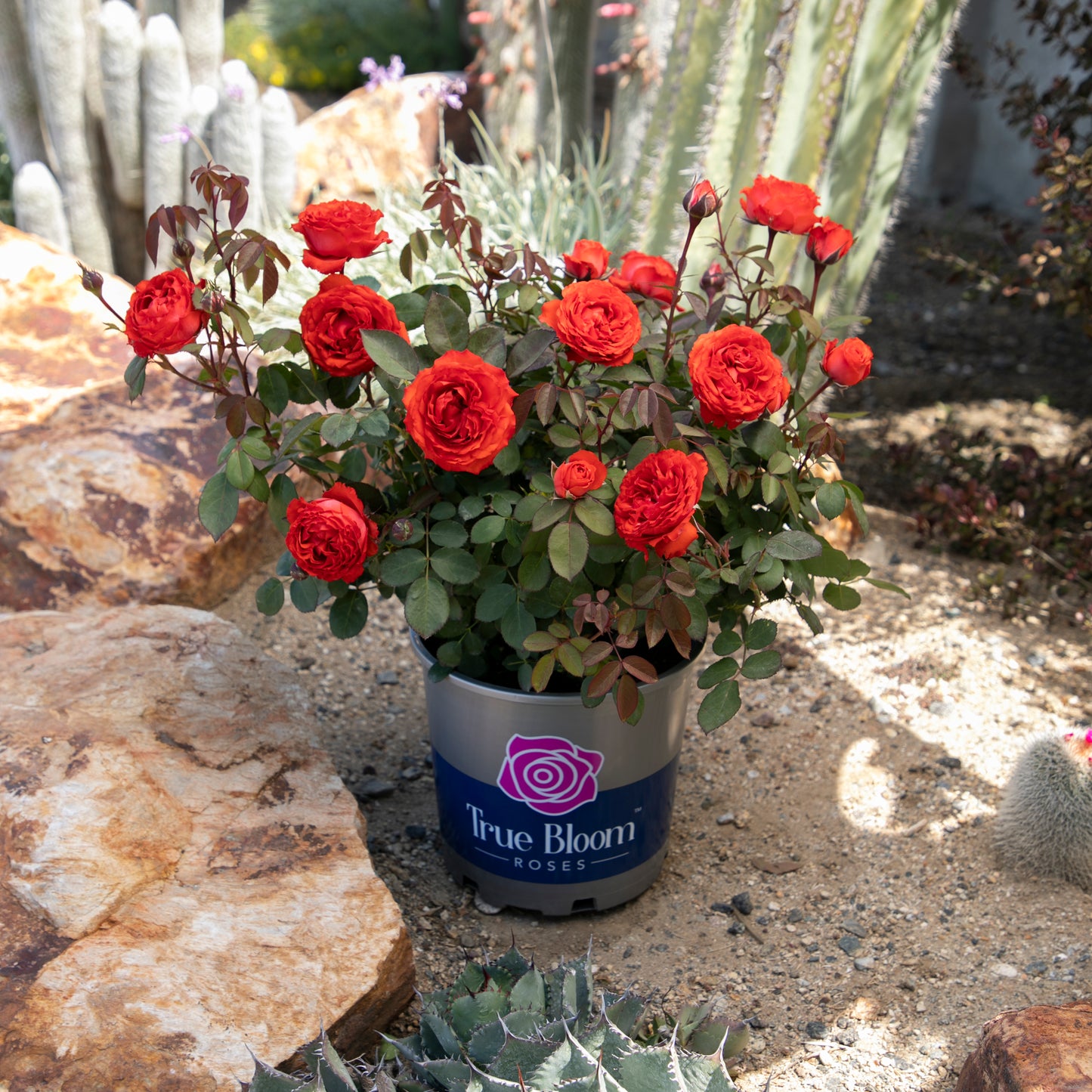 Potted True Passion red rose displayed outdoors
