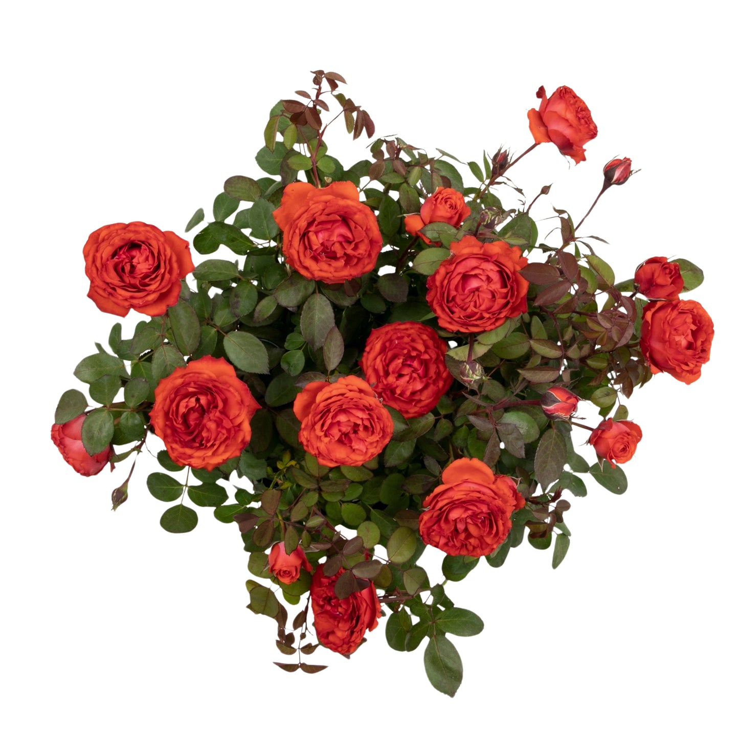 Angled view of a potted True Passion red rose on white