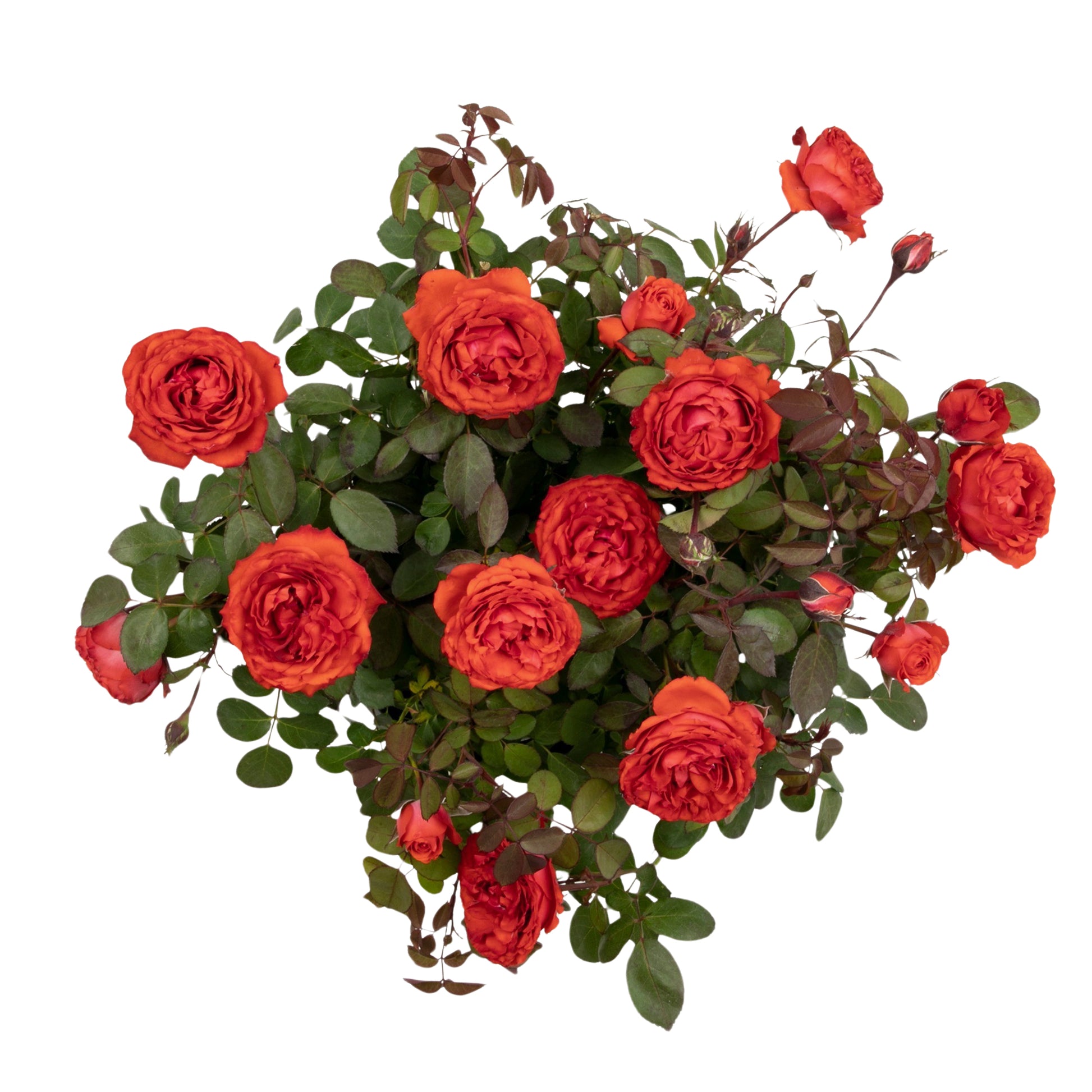 Angled view of a potted True Passion red rose on white