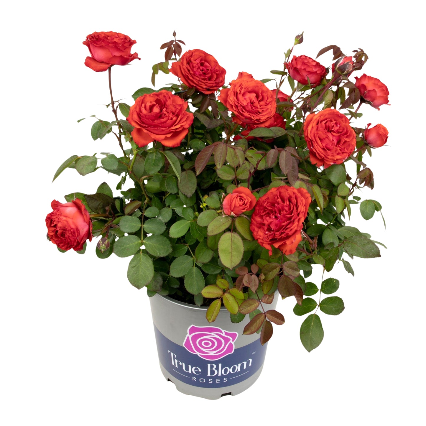 Potted True Passion rose with red blooms on a white background