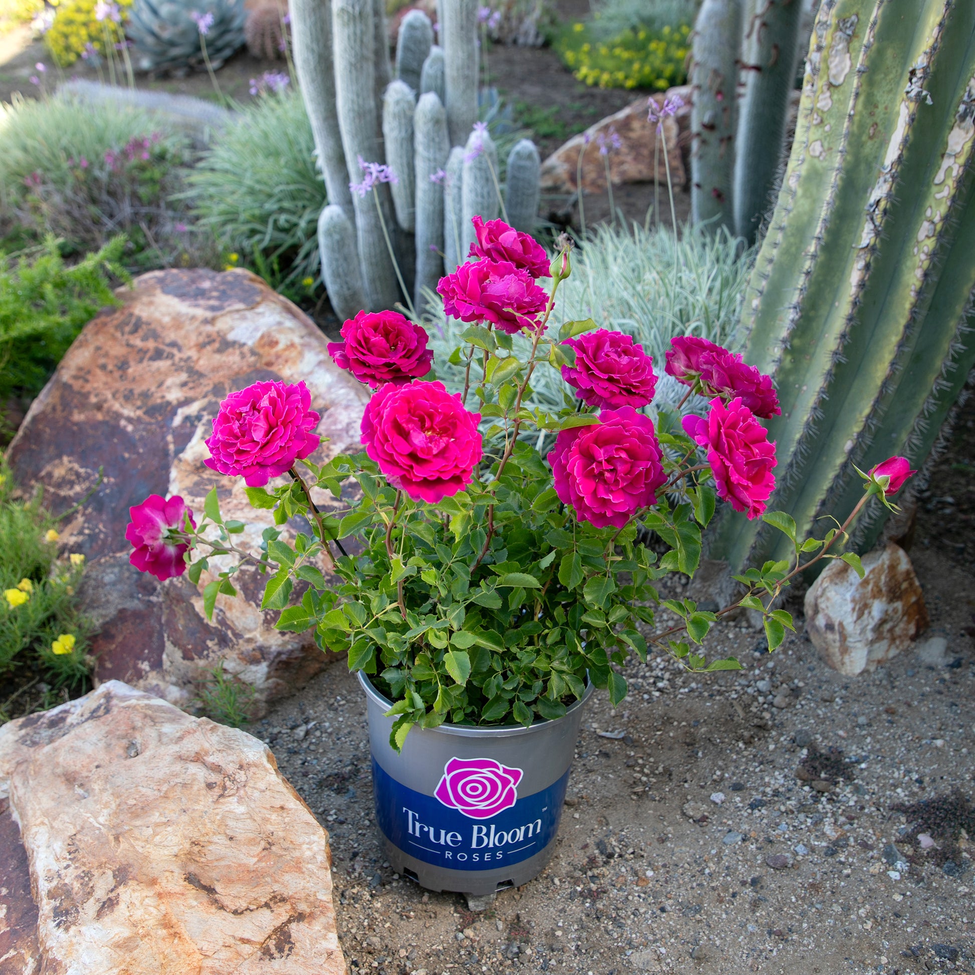 Potted True Serenity rose displayed outdoors
