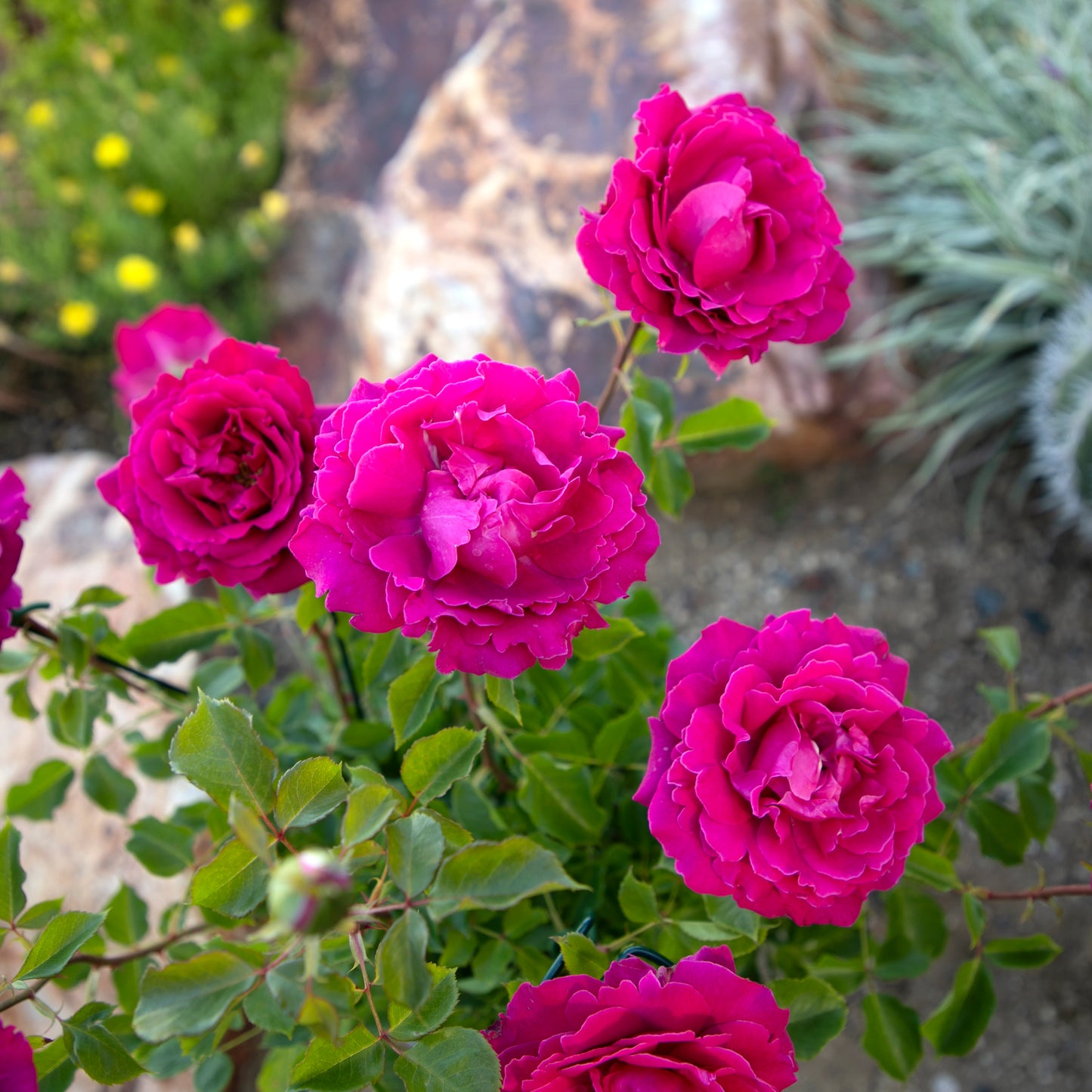 Close-up of True Serenity rose blooms with green leaves
