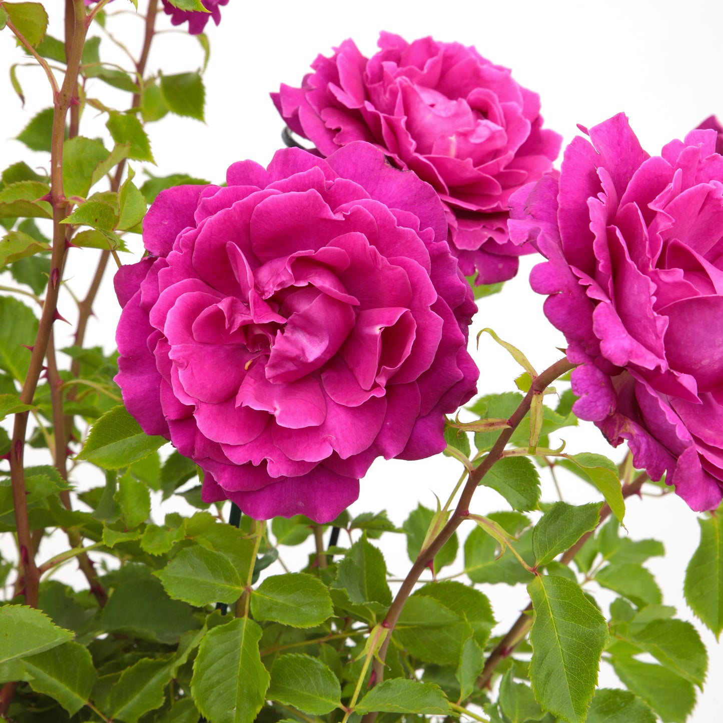 Close-up of True Serenity rose blooms with green leaves