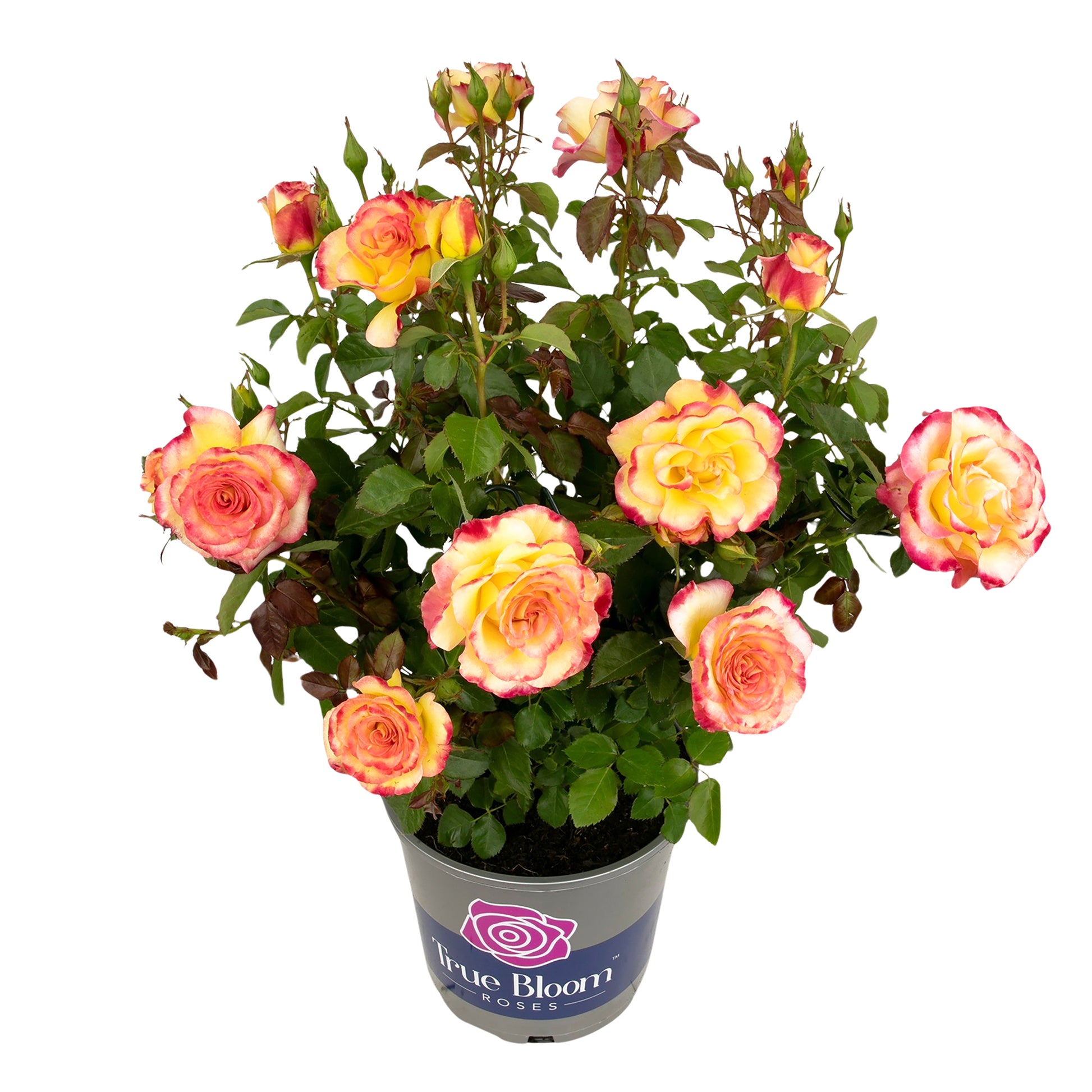 Potted True Sincerity rose with pink and yellow blooms on a white background