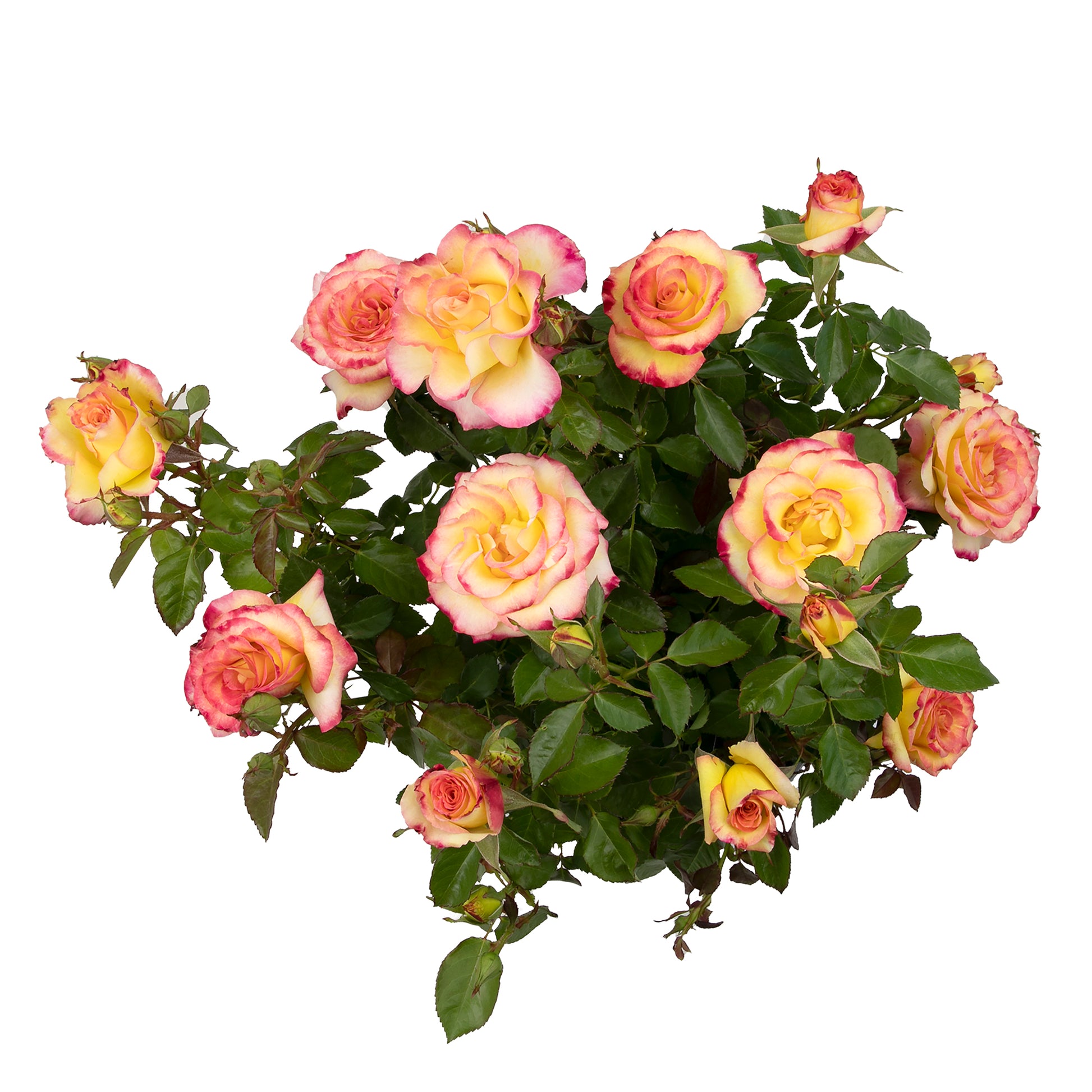 Angled view of a potted True Sincerity rose with pink and yellow blooms on white