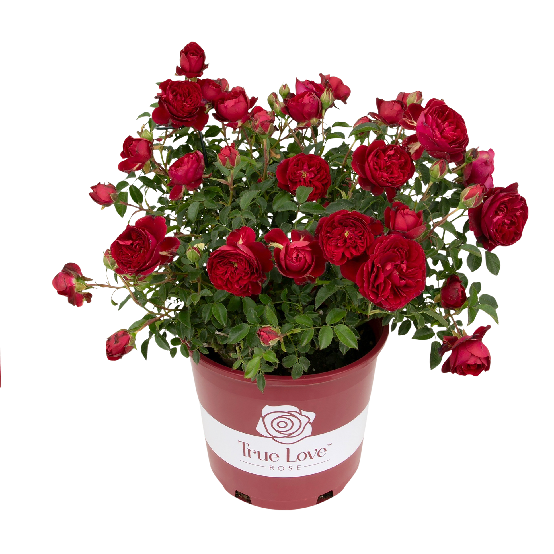 True Love red roses in a red decorative pot