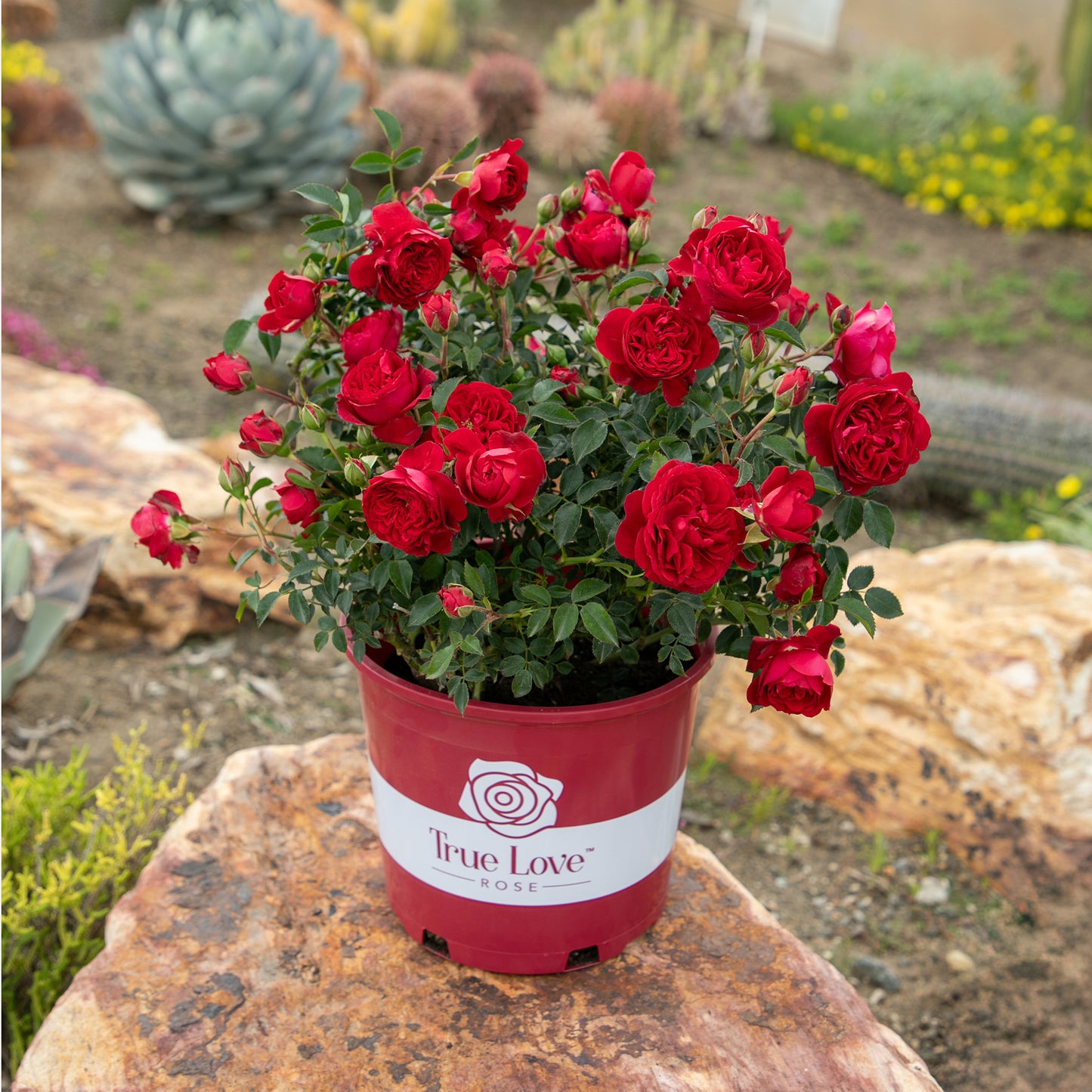 True Love red roses in a red pot in a garden setting