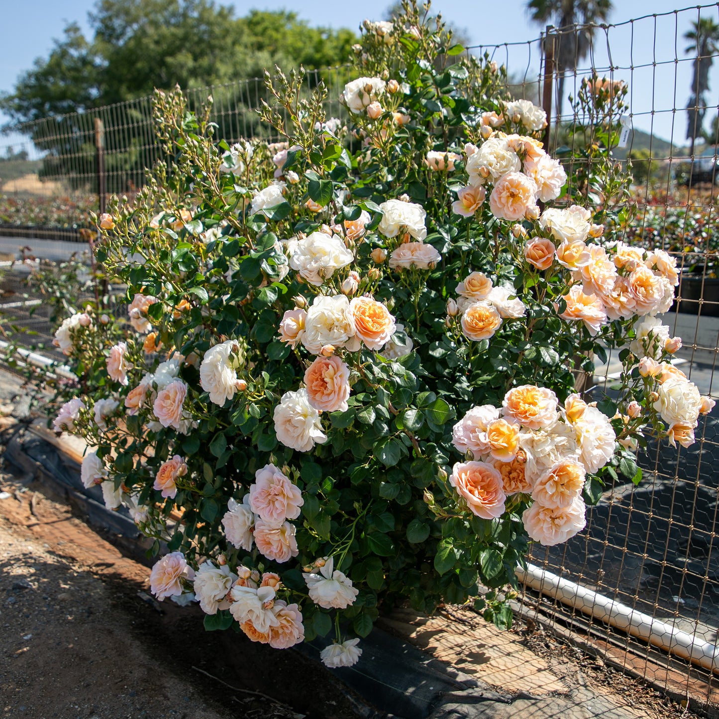 True Adoration roses in a landscaped garden setting