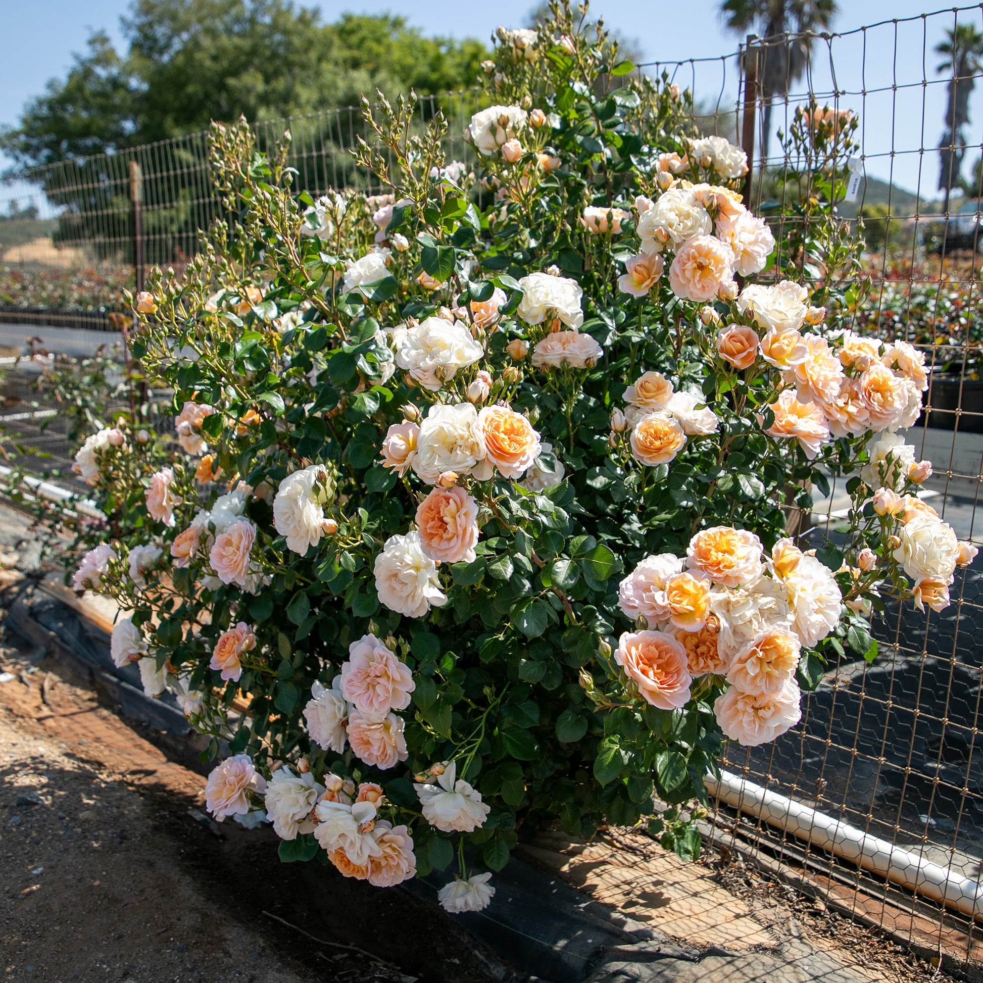 True Adoration roses in a landscaped garden setting
