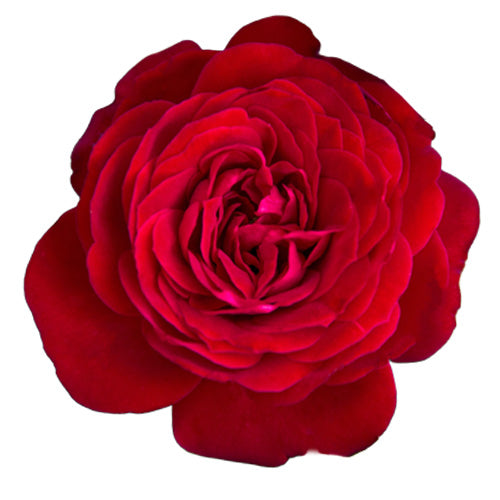 Single red True Love rose bloom close-up on a white background